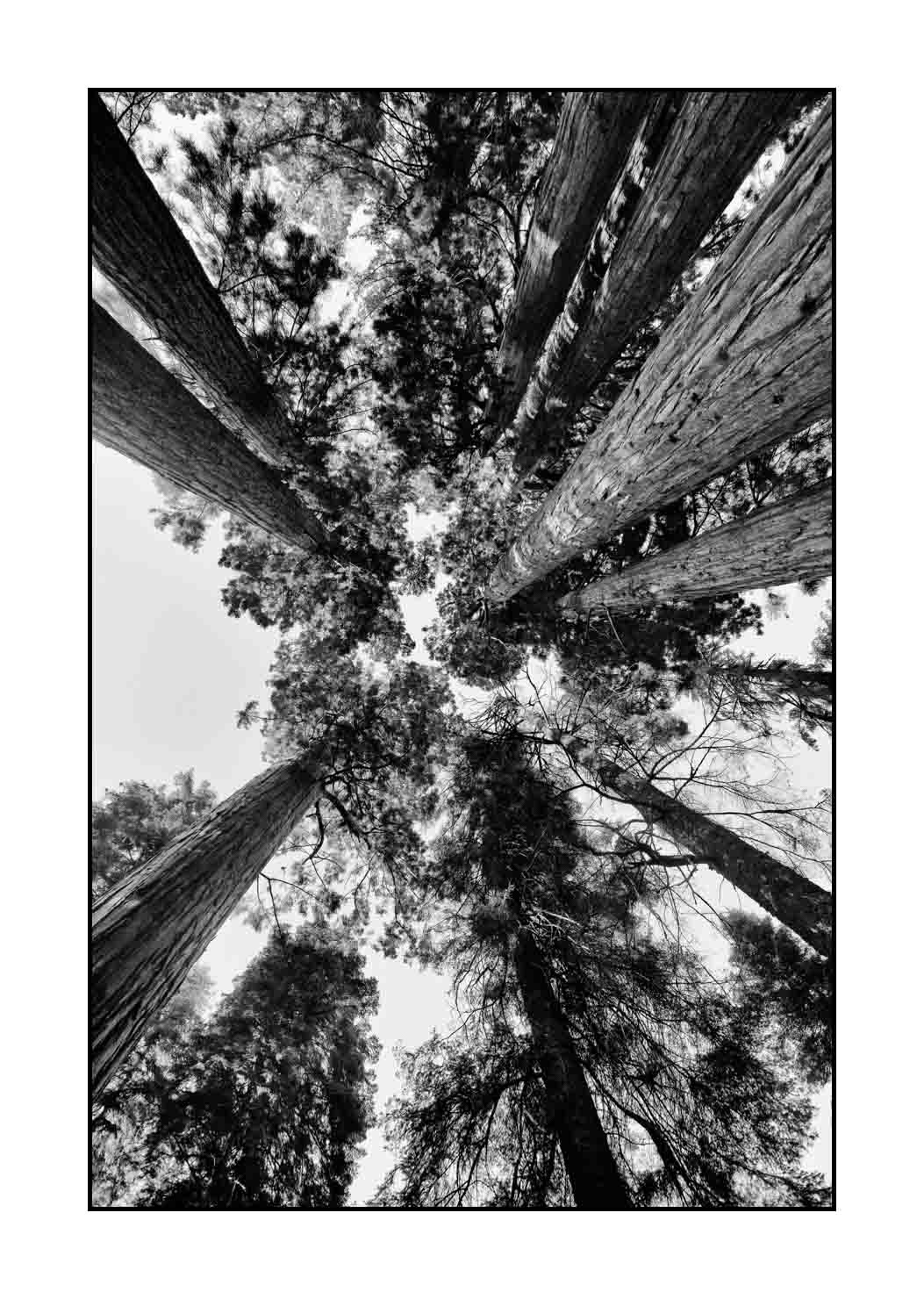 nuances-de-noirs-et-de-blancs/068-merveilles-de-sequoia/fr/12-paysage-parc-national-sequoia-noir-et-blanc-190824SEQLAN0477B