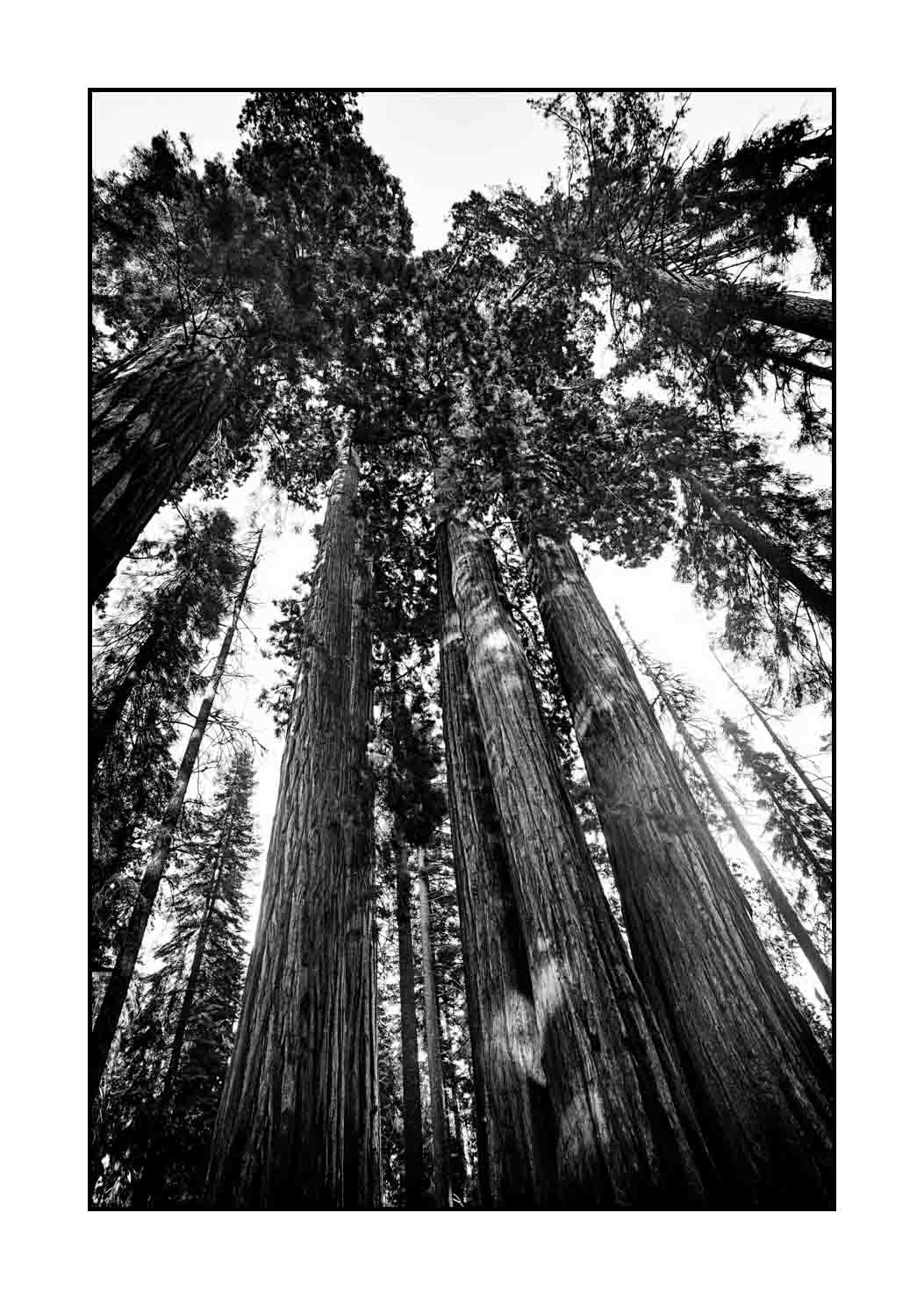 nuances-de-noirs-et-de-blancs/068-merveilles-de-sequoia/fr/13-paysage-parc-national-sequoia-noir-et-blanc-190824SEQLAN0468B