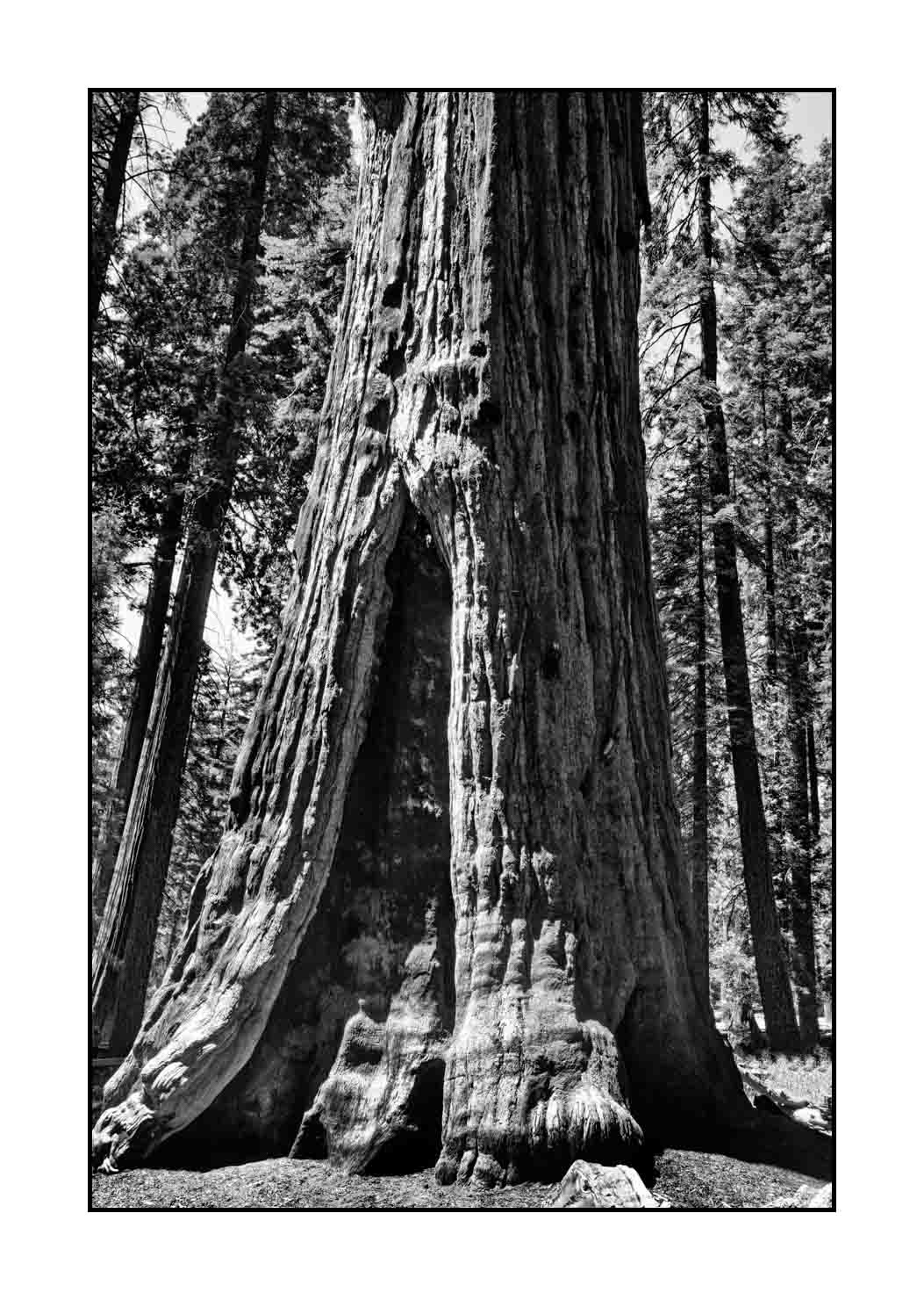 nuances-de-noirs-et-de-blancs/068-merveilles-de-sequoia/fr/14-paysage-parc-national-sequoia-noir-et-blanc-190824SEQLAN0365B