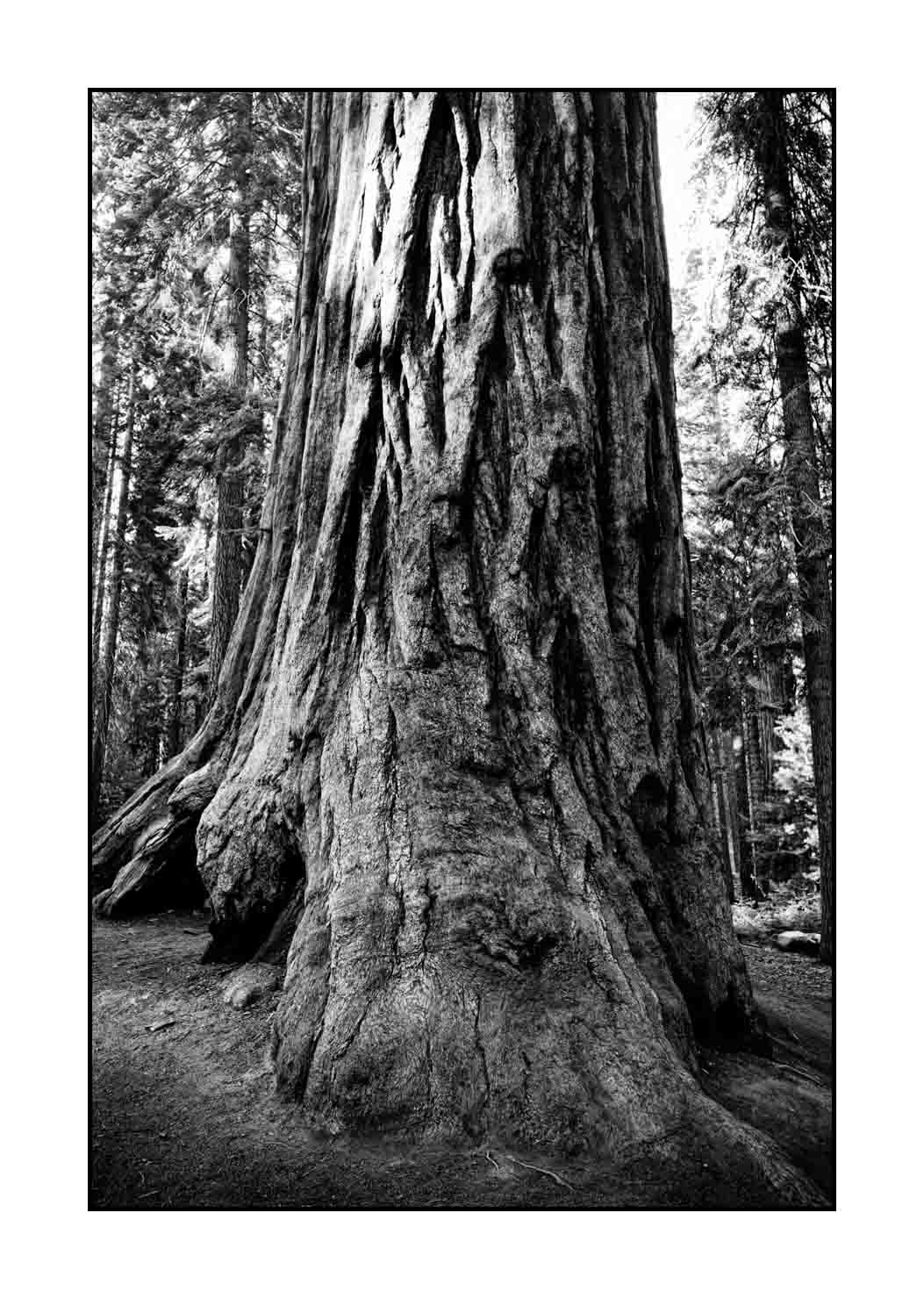 nuances-de-noirs-et-de-blancs/068-merveilles-de-sequoia/fr/15-paysage-parc-national-sequoia-noir-et-blanc-190824SEQLAN0389B