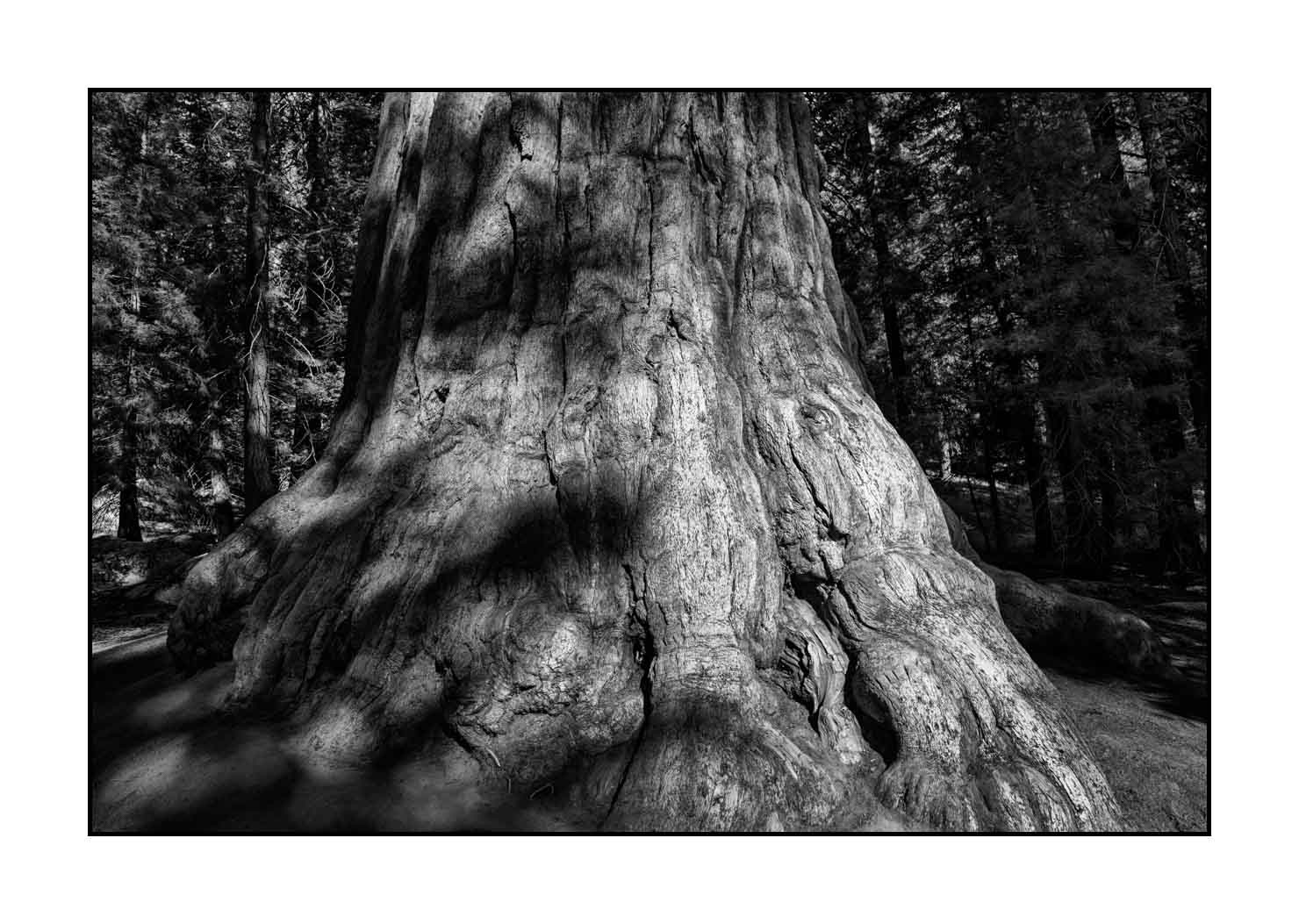 nuances-de-noirs-et-de-blancs/068-merveilles-de-sequoia/fr/16-paysage-parc-national-sequoia-noir-et-blanc-190824SEQLAN0034B