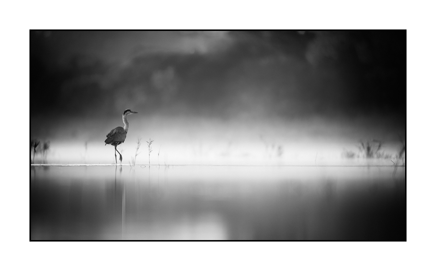 nuances-de-noirs-et-de-blancs/069-oiseaux-des-zones-humides-dans-la-brume/en/01-wetland-bird-in-the-mist-220517DOMWLD0911B