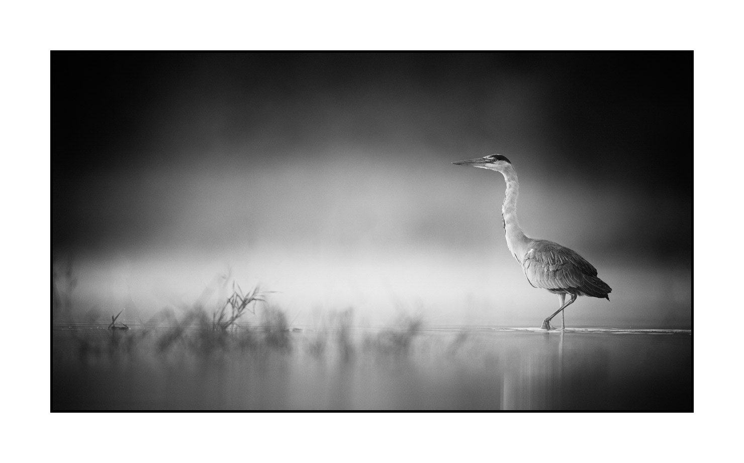 nuances-de-noirs-et-de-blancs/069-oiseaux-des-zones-humides-dans-la-brume/en/03-wetland-bird-in-the-mist-220517DOMWLD1113B