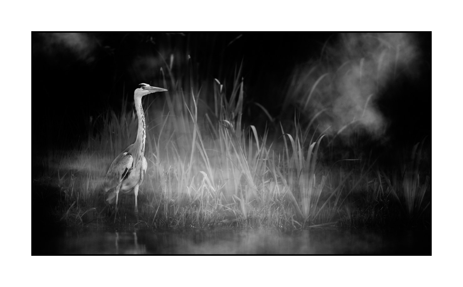 nuances-de-noirs-et-de-blancs/069-oiseaux-des-zones-humides-dans-la-brume/en/04-wetland-bird-in-the-mist-220517DOMWLD1221B
