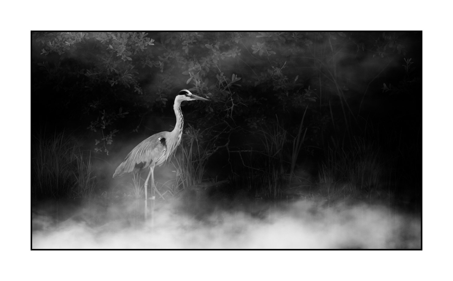 nuances-de-noirs-et-de-blancs/069-oiseaux-des-zones-humides-dans-la-brume/en/05-wetland-bird-in-the-mist-220517DOMWLD1168B