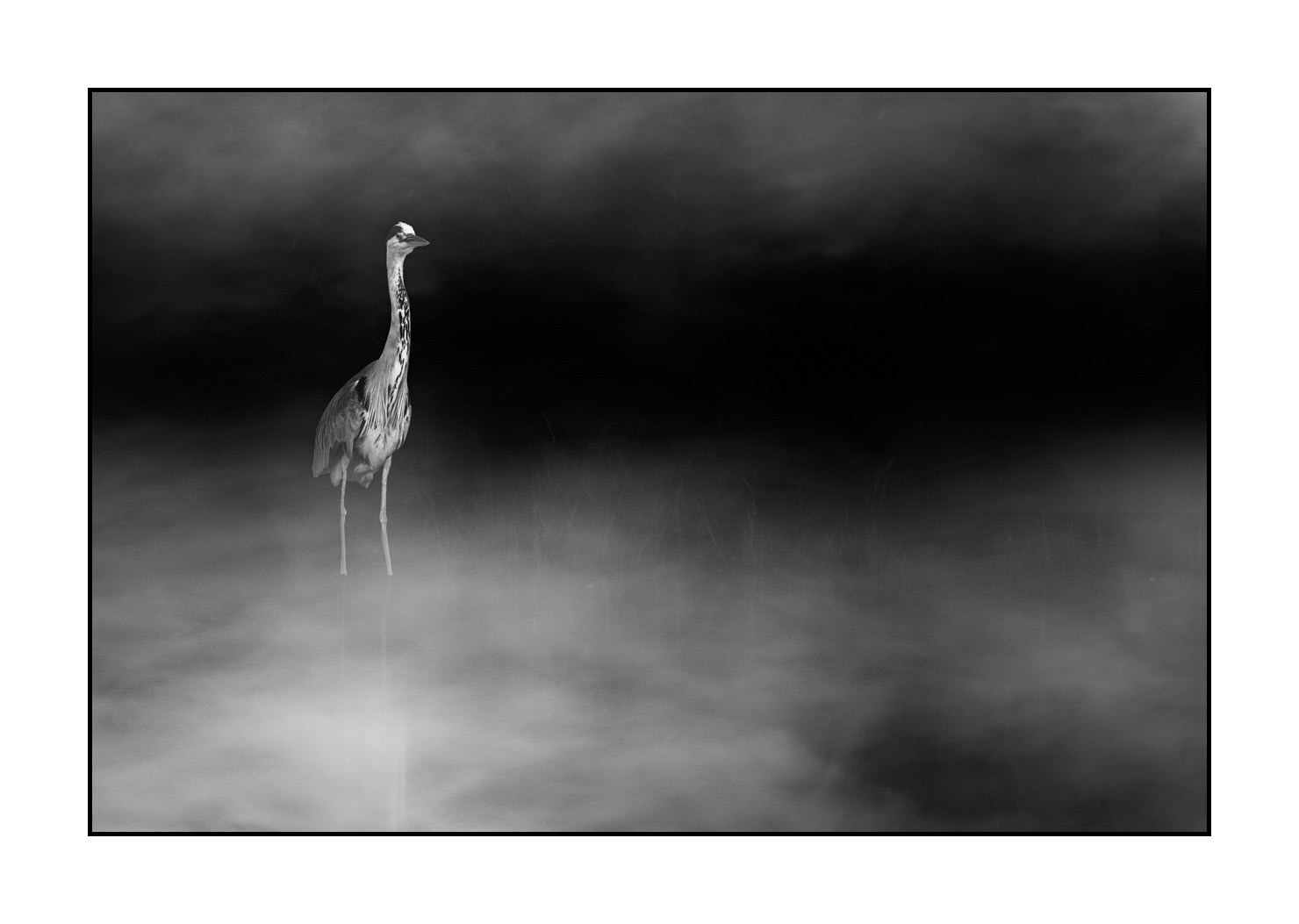 nuances-de-noirs-et-de-blancs/069-oiseaux-des-zones-humides-dans-la-brume/en/06-wetland-bird-in-the-mist-220517DOMWLD1185B
