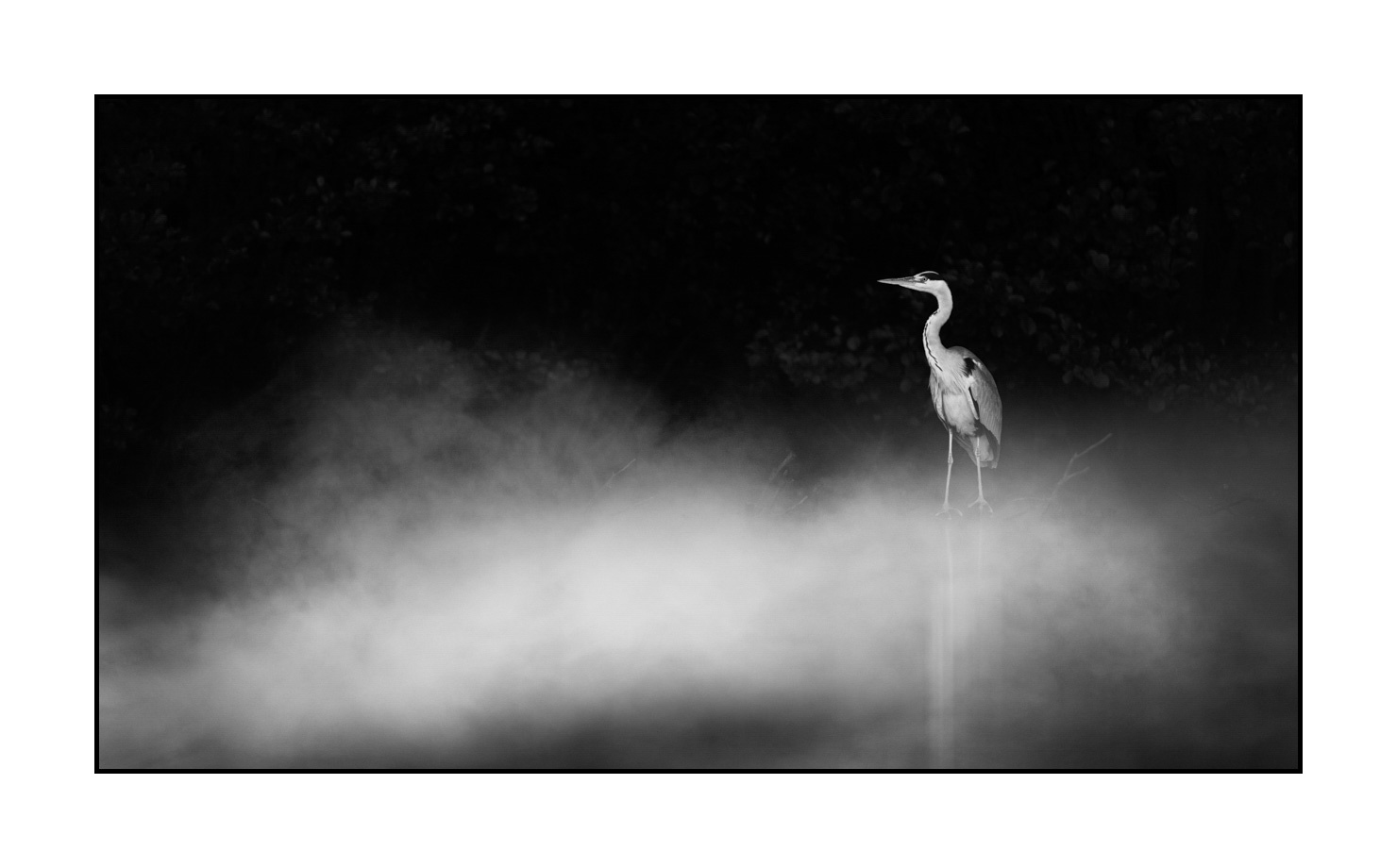 nuances-de-noirs-et-de-blancs/069-oiseaux-des-zones-humides-dans-la-brume/en/07-wetland-bird-in-the-mist-220517DOMWLD0956B