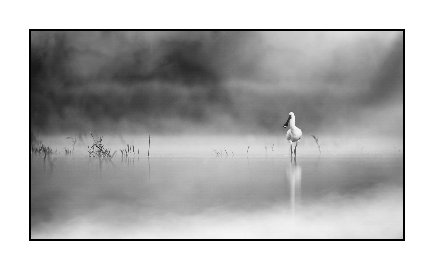 nuances-de-noirs-et-de-blancs/069-oiseaux-des-zones-humides-dans-la-brume/en/10-wetland-bird-in-the-mist-220517DOMWLD1377B