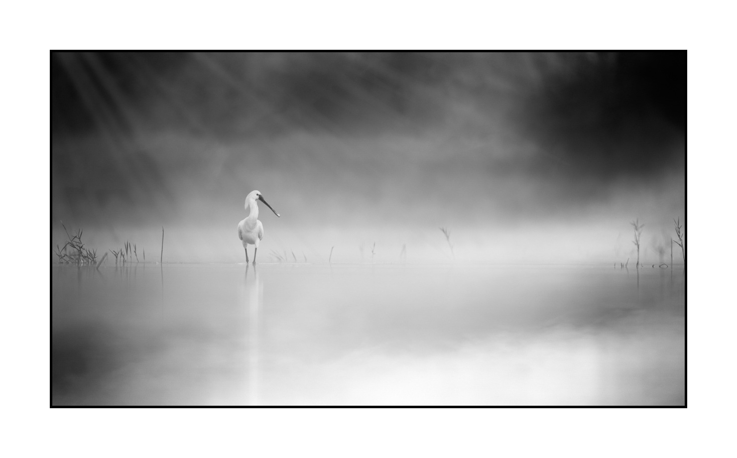 nuances-de-noirs-et-de-blancs/069-oiseaux-des-zones-humides-dans-la-brume/en/11-wetland-bird-in-the-mist-220517DOMWLD1384B