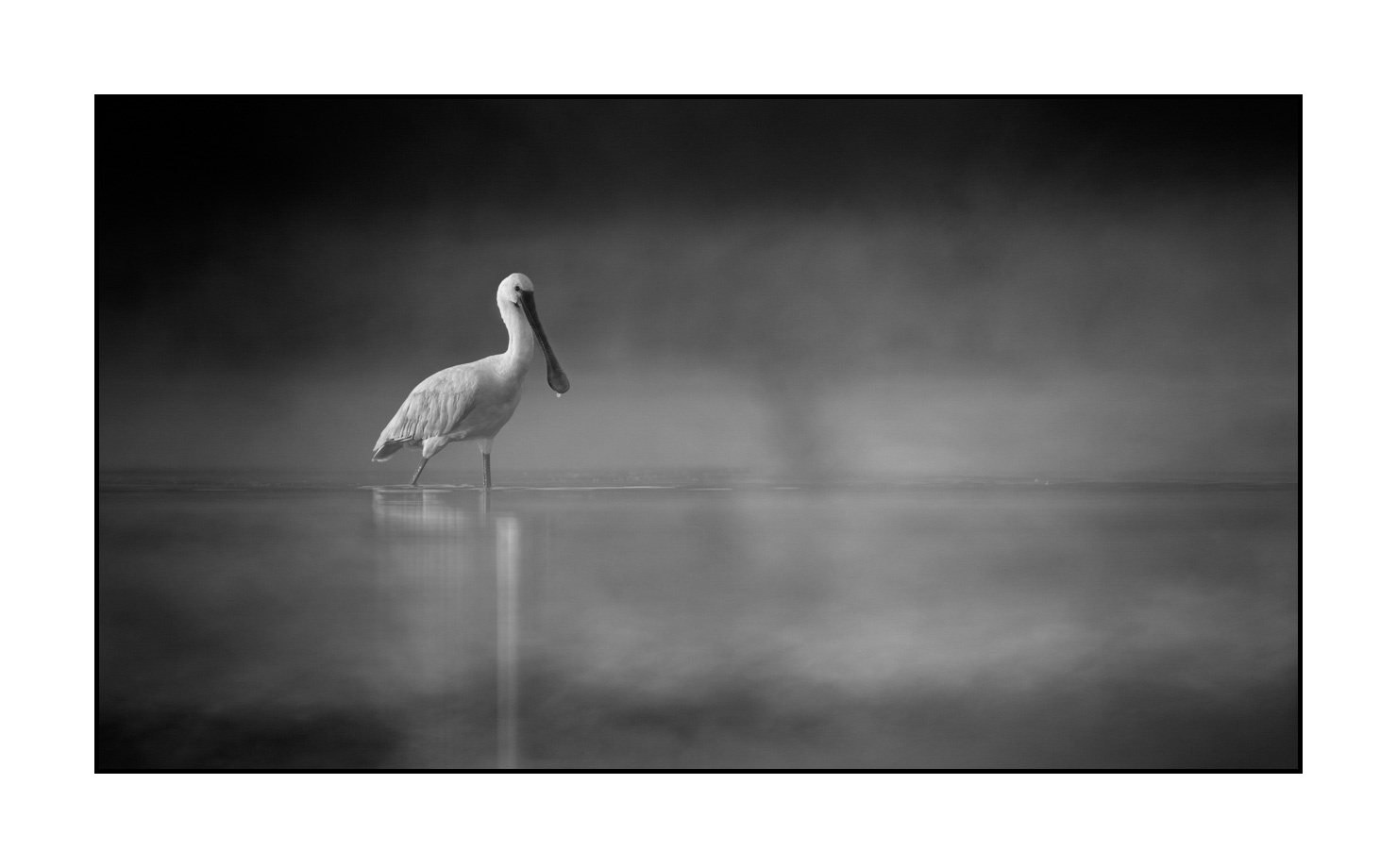 Eurasian Spoonbill in Black and White III nuances-de-noirs-et-de-blancs/069-oiseaux-des-zones-humides-dans-la-brume/en/12-wetland-bird-in-the-mist-220517DOMWLD1400B