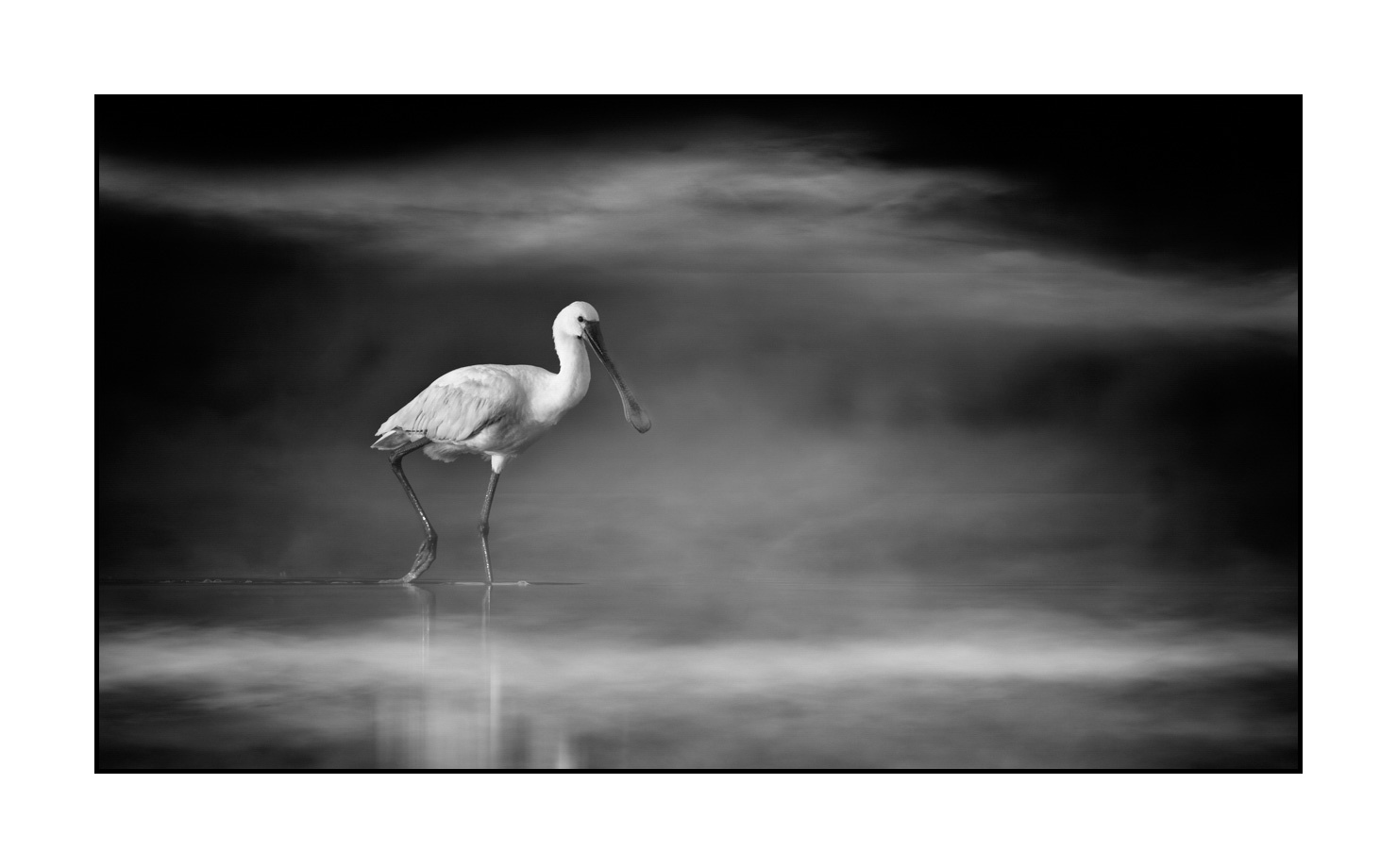 nuances-de-noirs-et-de-blancs/069-oiseaux-des-zones-humides-dans-la-brume/en/13-wetland-bird-in-the-mist-220517DOMWLD1416B