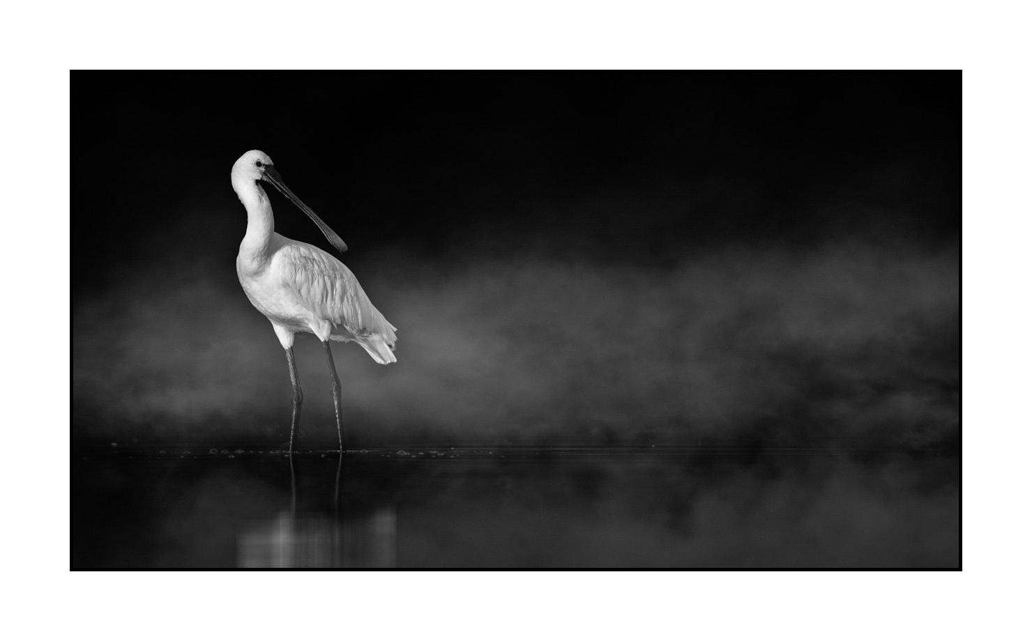 nuances-de-noirs-et-de-blancs/069-oiseaux-des-zones-humides-dans-la-brume/en/14-wetland-bird-in-the-mist-220517DOMWLD1470B