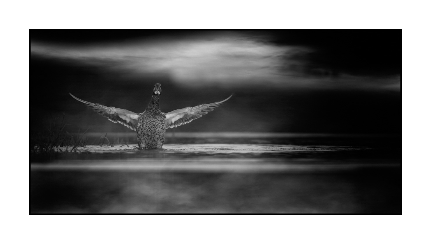 nuances-de-noirs-et-de-blancs/069-oiseaux-des-zones-humides-dans-la-brume/en/16-wetland-bird-in-the-mist-220517DOMWLD0214B