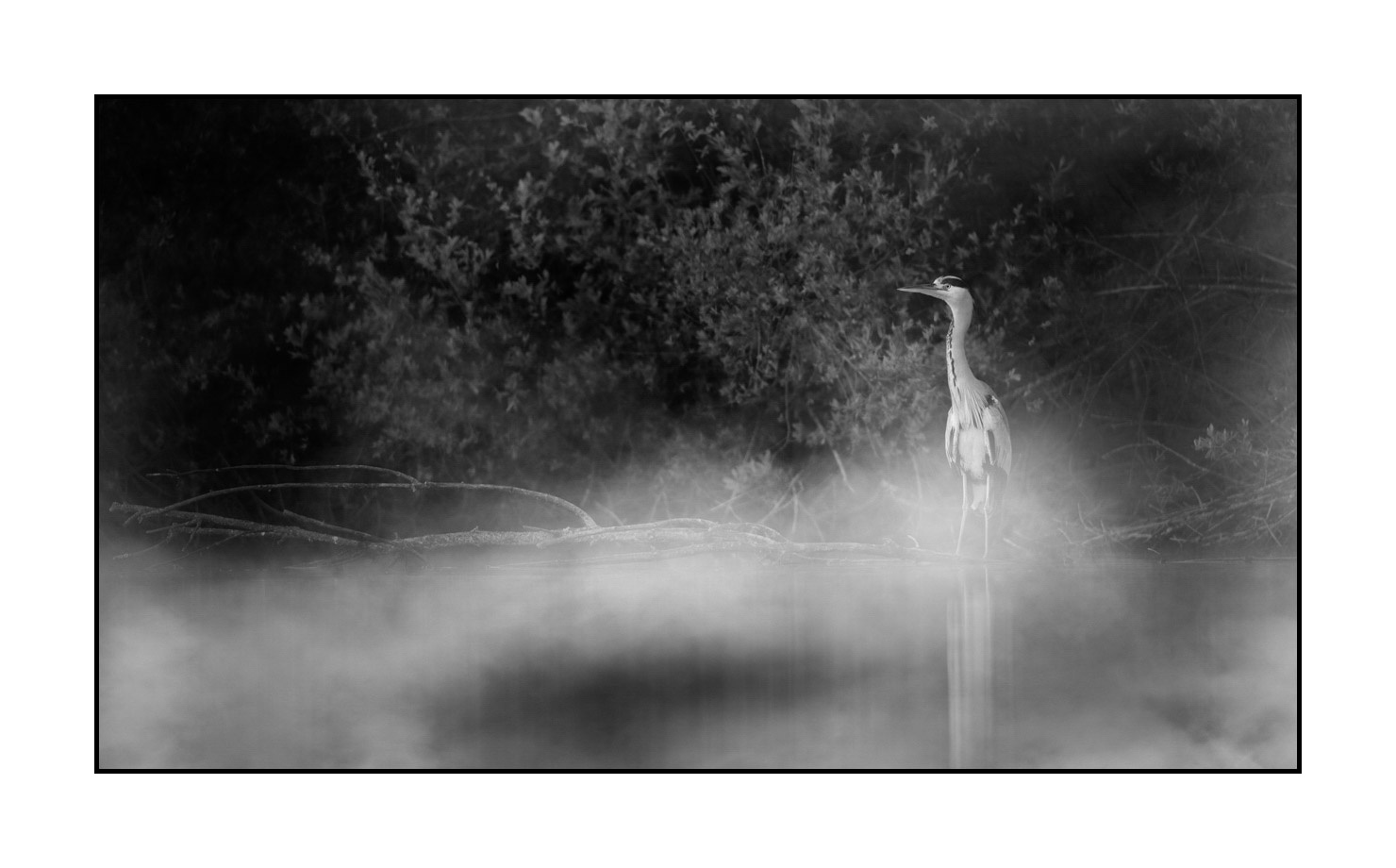 nuances-de-noirs-et-de-blancs/069-oiseaux-des-zones-humides-dans-la-brume/fr/08-oiseau-zone-humide-dans-la-brume-220517DOMWLD0976B