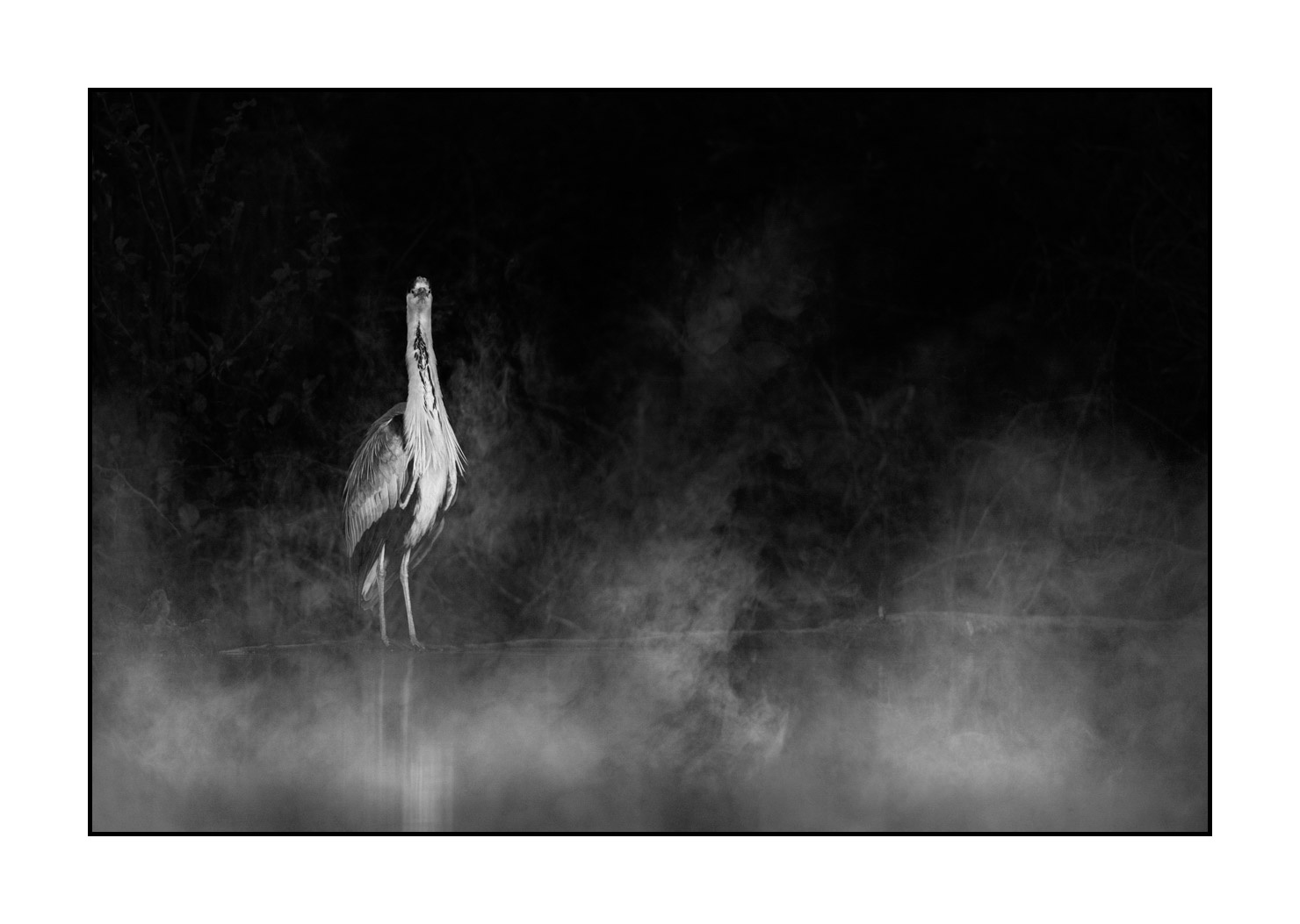 nuances-de-noirs-et-de-blancs/069-oiseaux-des-zones-humides-dans-la-brume/fr/09-oiseau-zone-humide-dans-la-brume-220517DOMWLD1000B