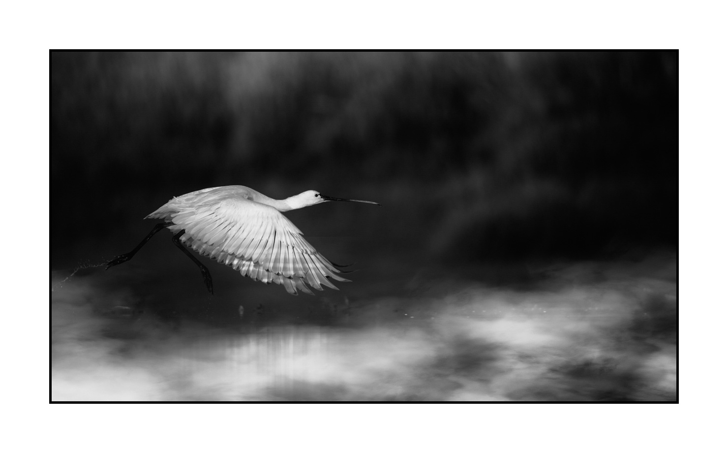 Photos D art Animali res En Noir Et Blanc Oiseaux Des Zones Humides 