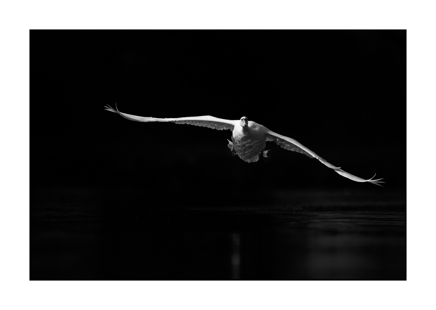 nuances-de-noirs-et-de-blancs/070-cygnes-tubercules/en/01-mute-swan-220517DOMWLD0545B