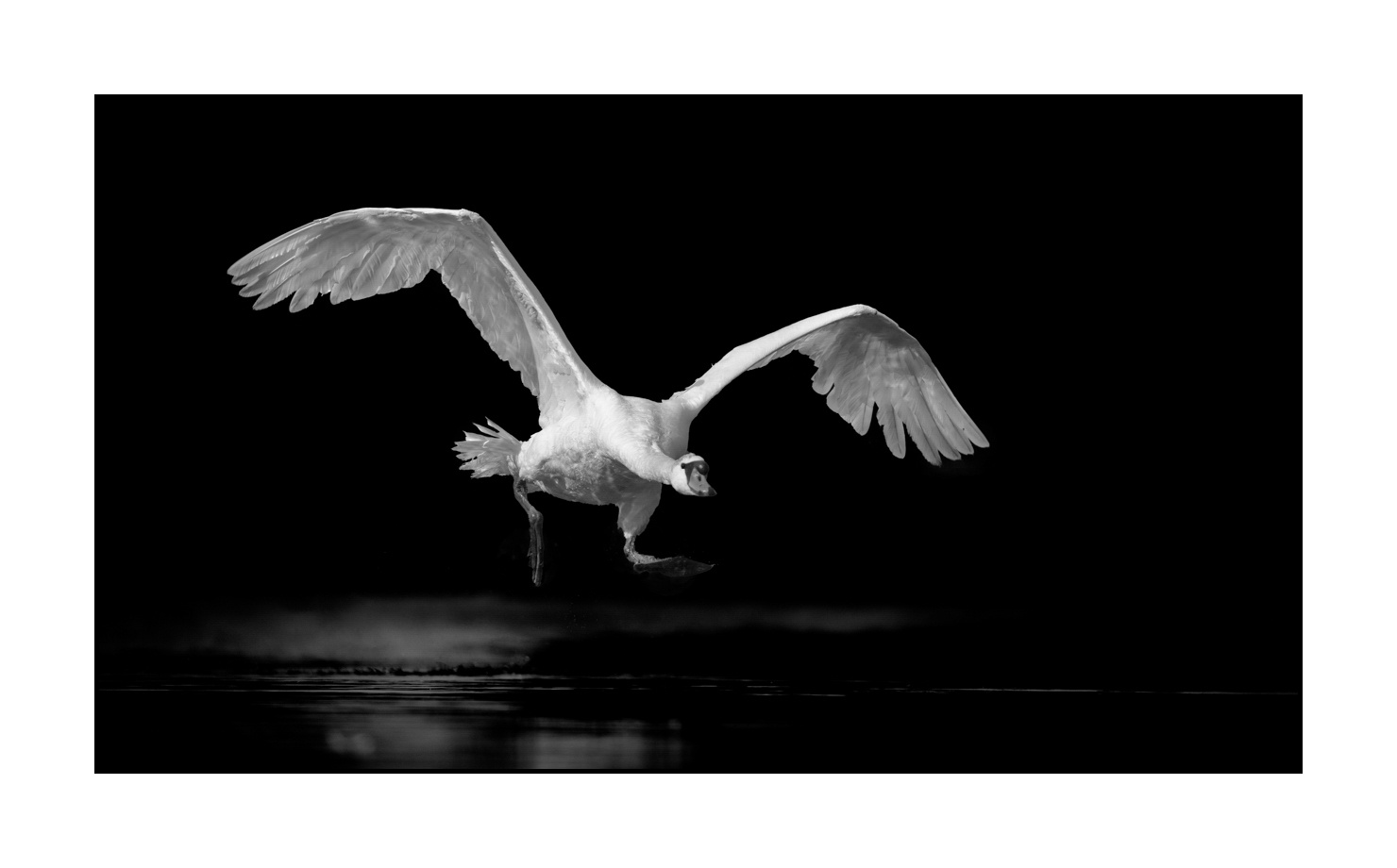 nuances-de-noirs-et-de-blancs/070-cygnes-tubercules/en/02-mute-swan-220517DOMWLD0557B