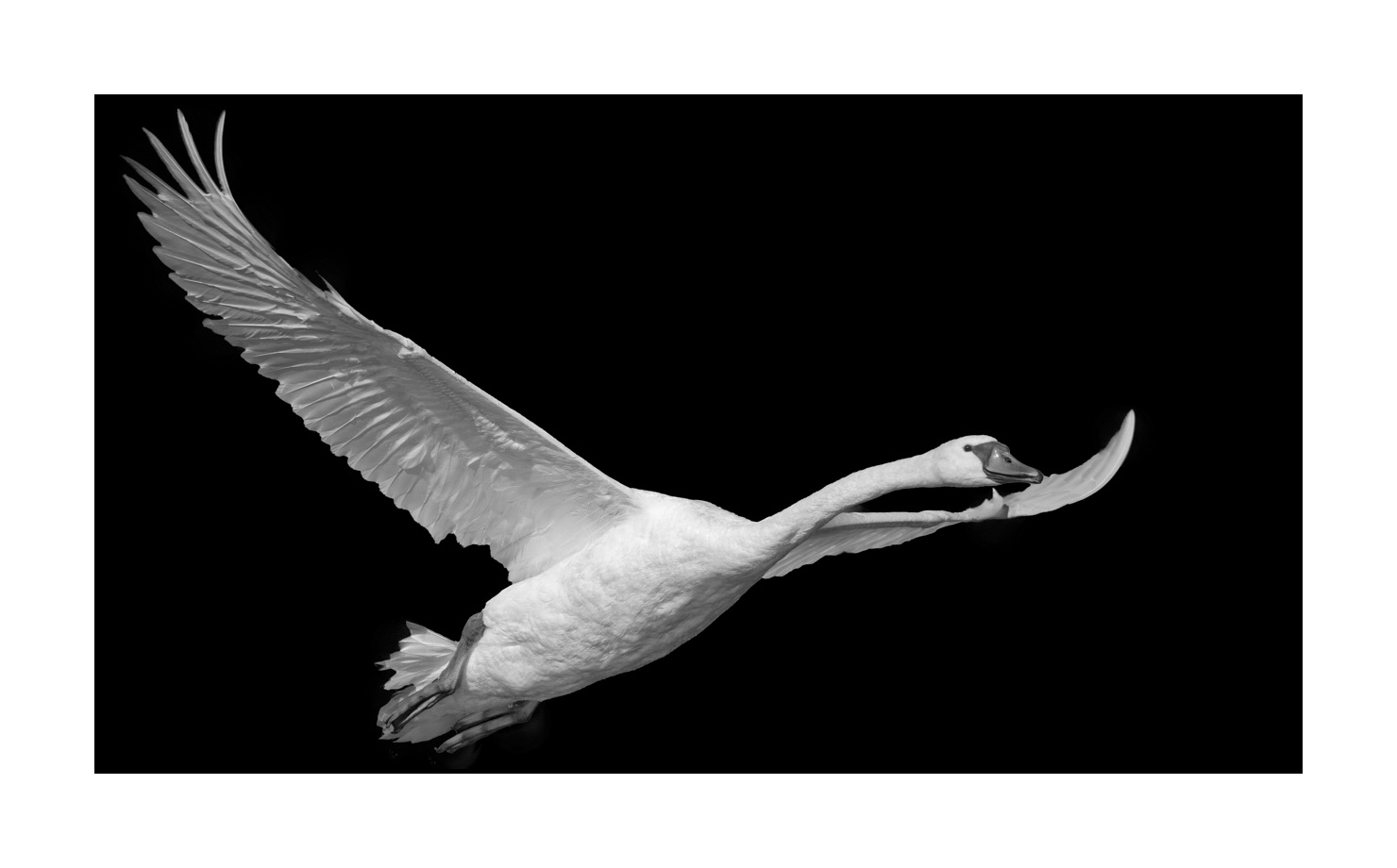 nuances-de-noirs-et-de-blancs/070-cygnes-tubercules/en/03-mute-swan-220517DOMWLD0579B