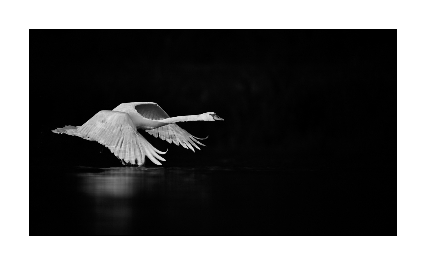 nuances-de-noirs-et-de-blancs/070-cygnes-tubercules/en/05-mute-swan-220517DOMWLD0638B