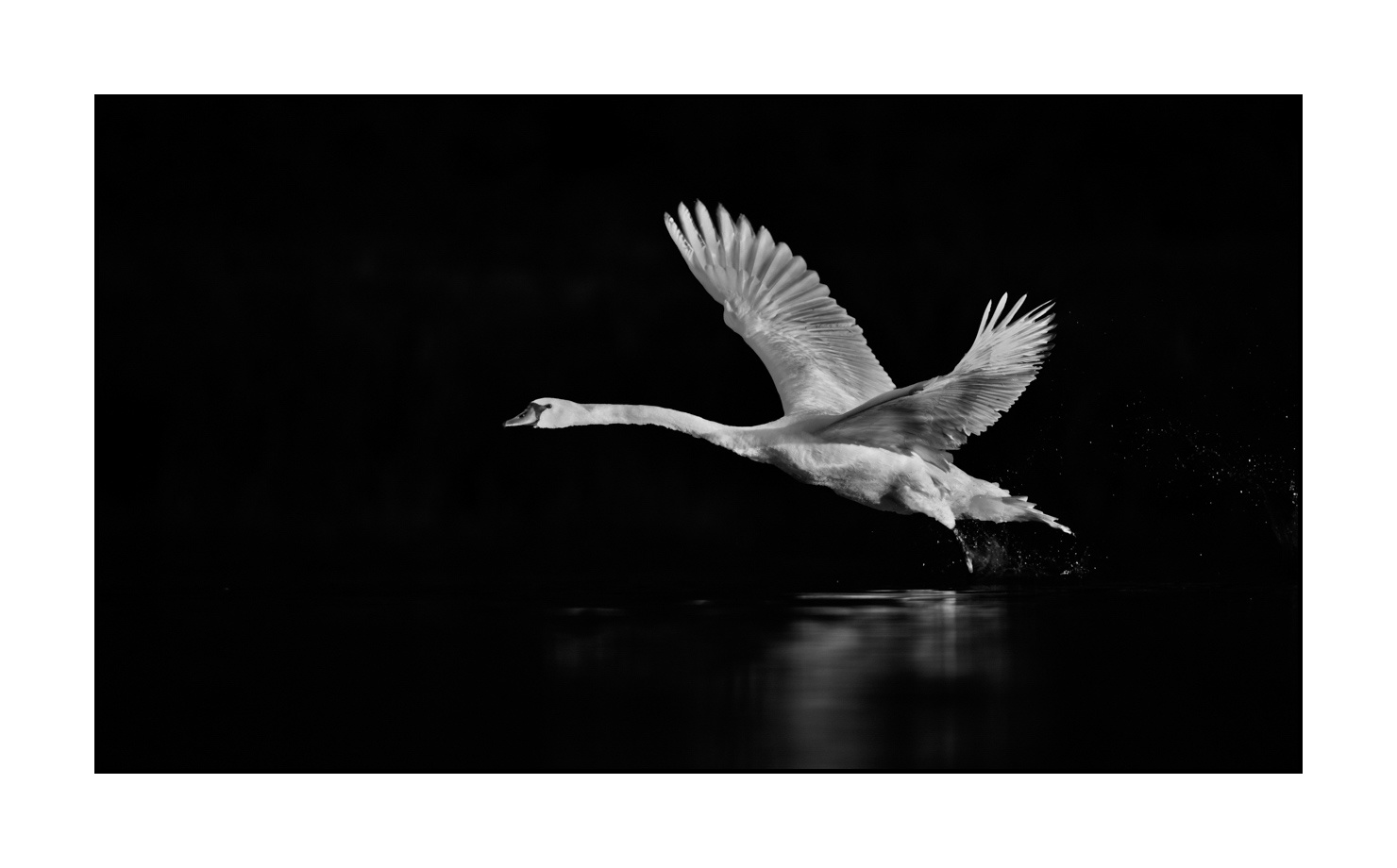 nuances-de-noirs-et-de-blancs/070-cygnes-tubercules/en/06-mute-swan-220517DOMWLD0639B