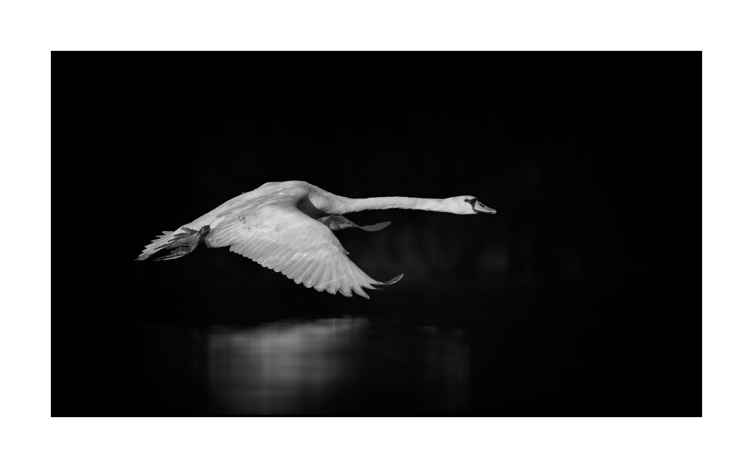 nuances-de-noirs-et-de-blancs/070-cygnes-tubercules/en/07-mute-swan-220517DOMWLD0646B