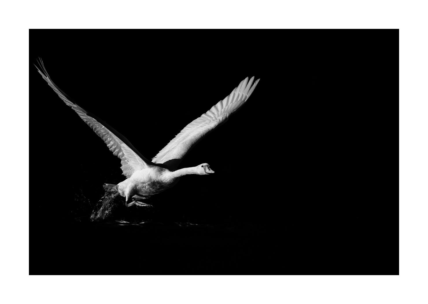 nuances-de-noirs-et-de-blancs/070-cygnes-tubercules/en/08-mute-swan-220517DOMWLD0692B