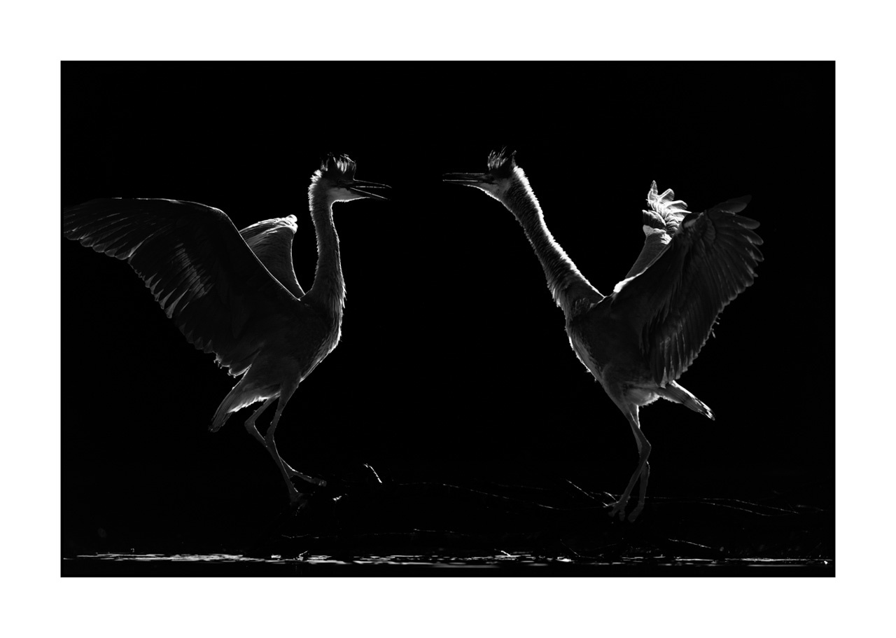 nuances-de-noirs-et-de-blancs/071-oiseaux-zones-humides-contre-jour/fr/01-oiseaux-zones-humides-en-contre-jour-220517DOMWLD1257B