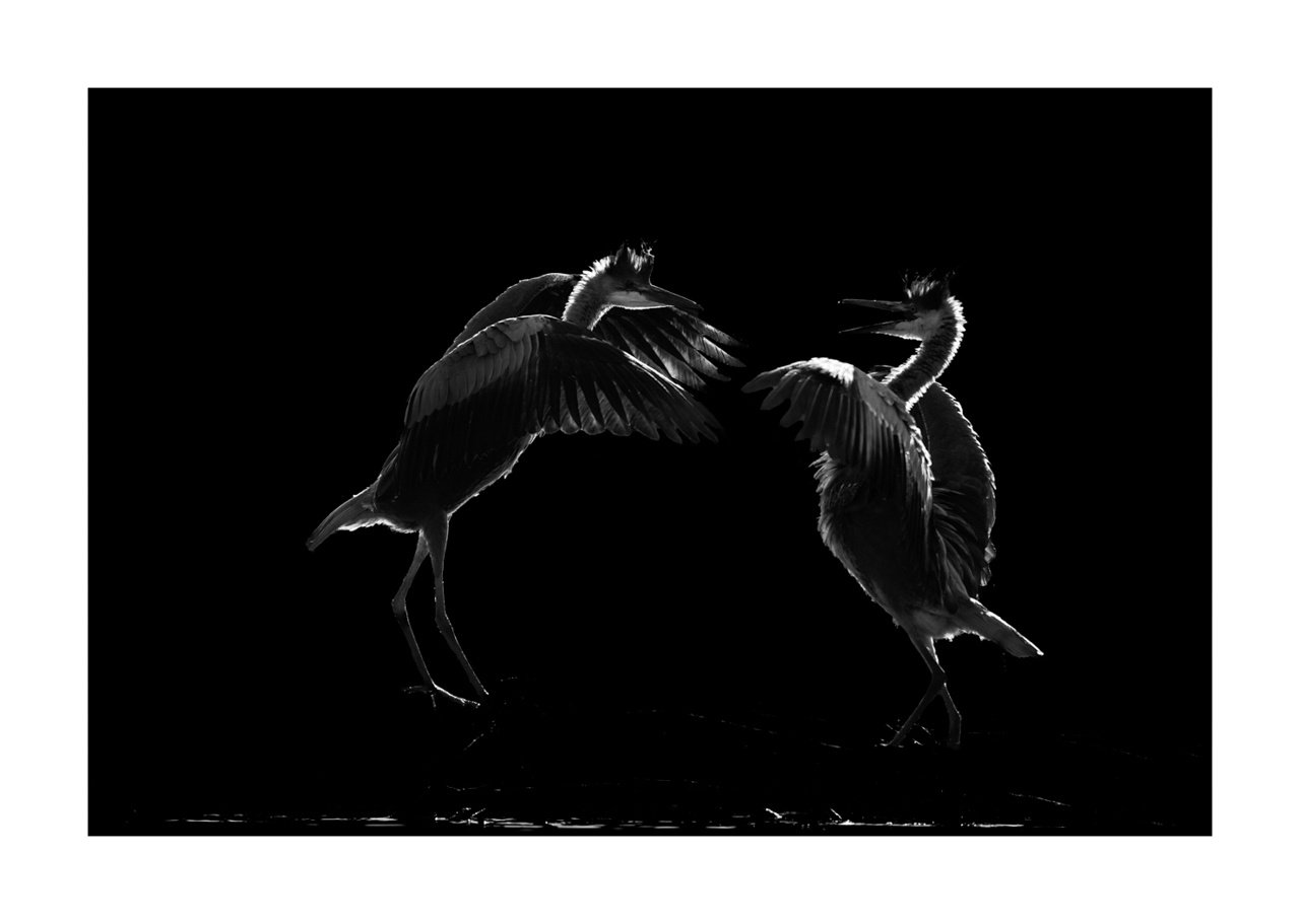 nuances-de-noirs-et-de-blancs/071-oiseaux-zones-humides-contre-jour/fr/02-oiseaux-zones-humides-en-contre-jour-220517DOMWLD1268B