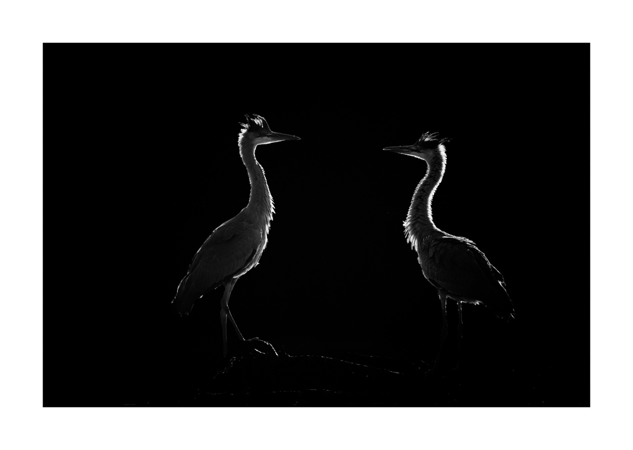 nuances-de-noirs-et-de-blancs/071-oiseaux-zones-humides-contre-jour/fr/03-oiseaux-zones-humides-en-contre-jour-220517DOMWLD1273B