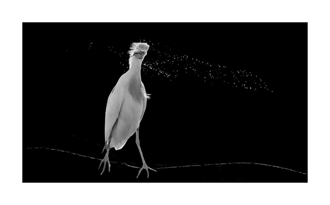 nuances-de-noirs-et-de-blancs/071-oiseaux-zones-humides-contre-jour/fr/04-oiseaux-zones-humides-en-contre-jour-220517DOMWLD1289B