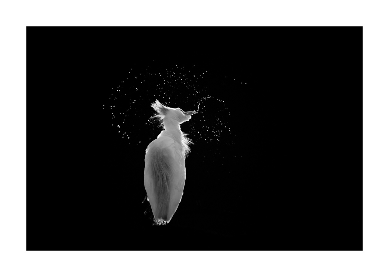 nuances-de-noirs-et-de-blancs/071-oiseaux-zones-humides-contre-jour/fr/05-oiseaux-zones-humides-en-contre-jour-220517DOMWLD1291B