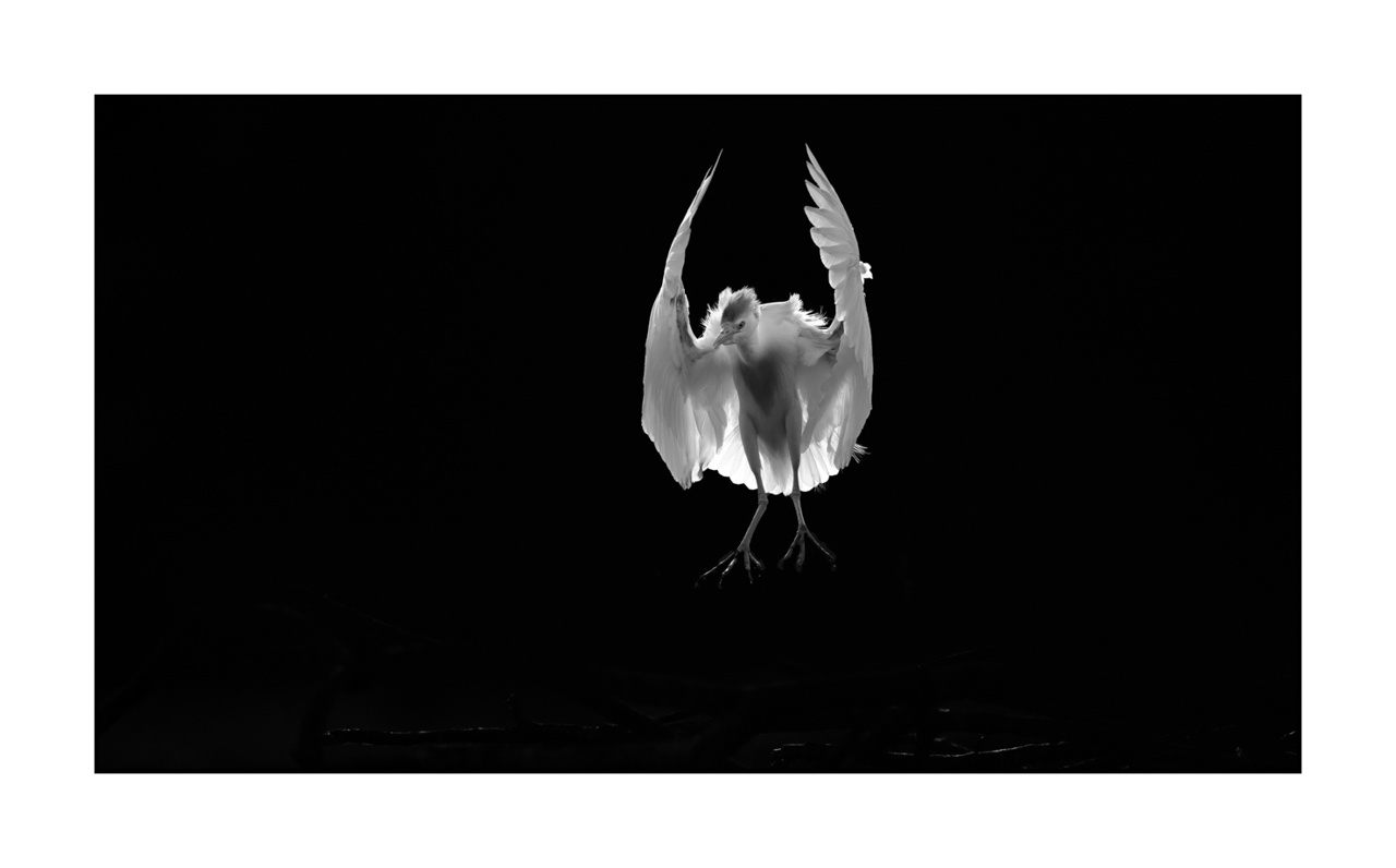 nuances-de-noirs-et-de-blancs/071-oiseaux-zones-humides-contre-jour/fr/06-oiseaux-zones-humides-en-contre-jour-220517DOMWLD1323B