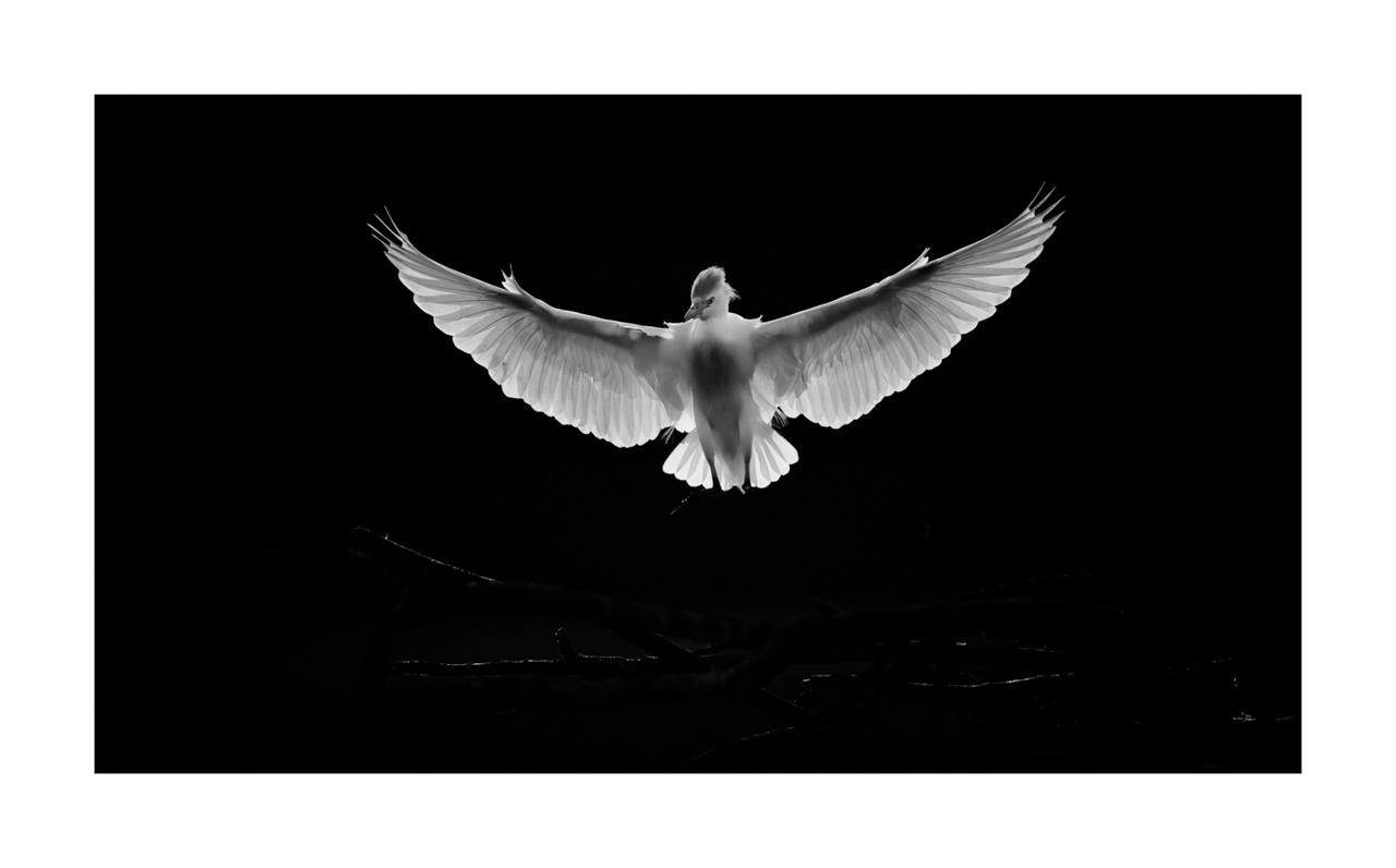nuances-de-noirs-et-de-blancs/071-oiseaux-zones-humides-contre-jour/fr/07-oiseaux-zones-humides-en-contre-jour-220517DOMWLD1324B