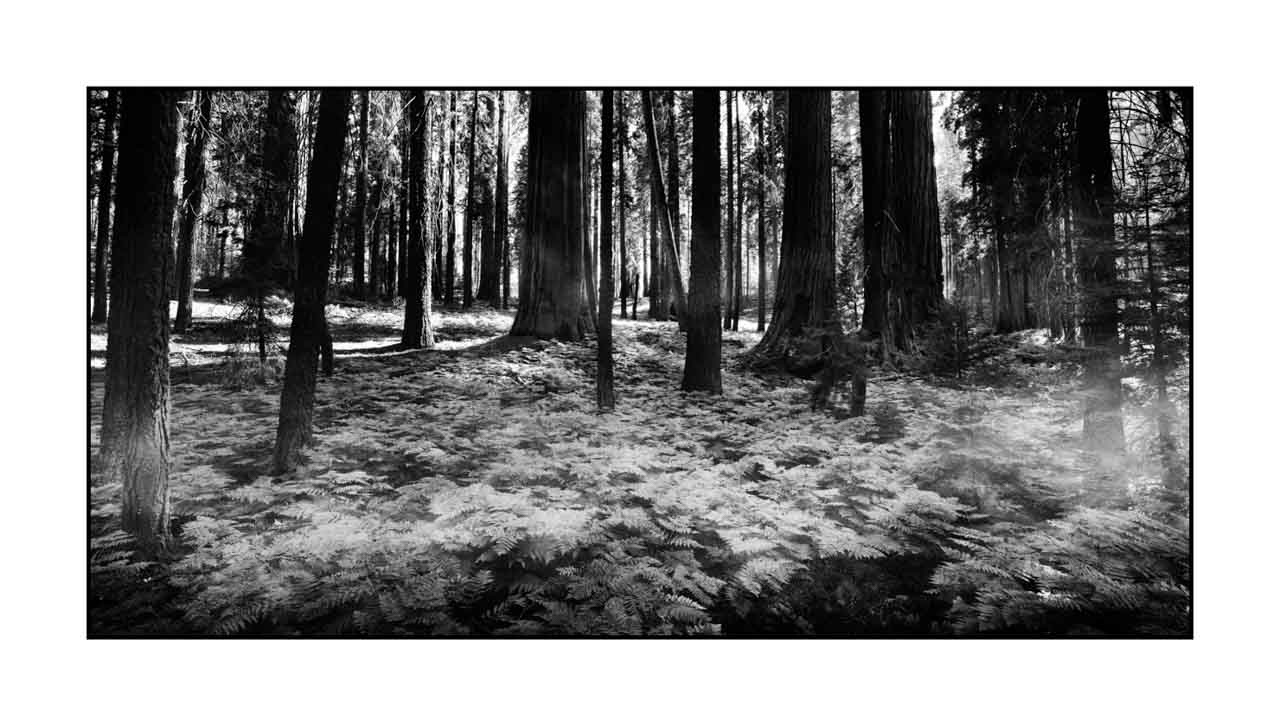 nuances-de-noirs-et-de-blancs/072-arbres/en/09-tree-in-black-and-white-190824SEQLAN0590B