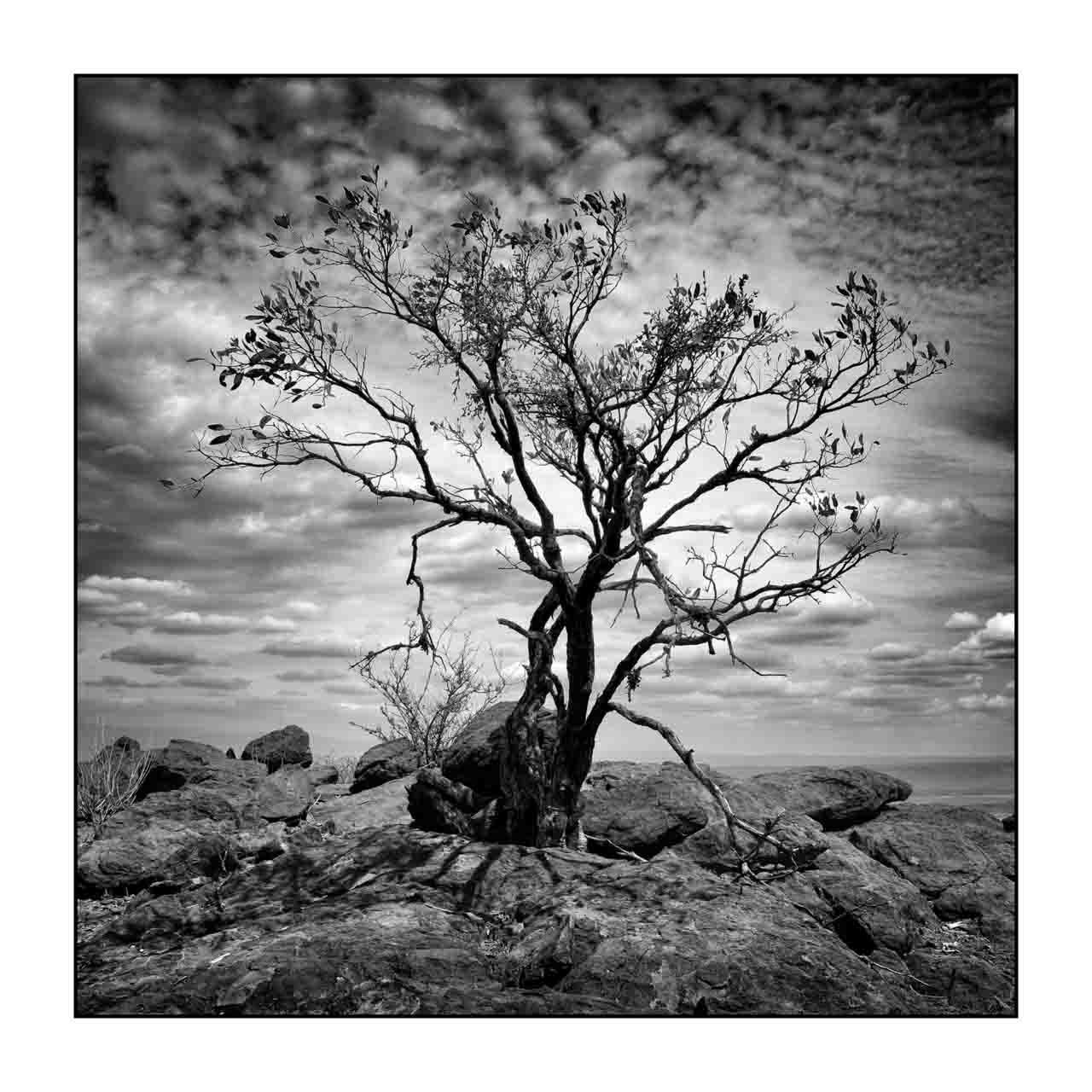 nuances-de-noirs-et-de-blancs/072-arbres/fr/02-arbre-en-noir-et-blanc-170910MAGPAY0025B