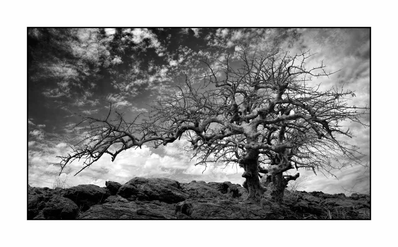 nuances-de-noirs-et-de-blancs/072-arbres/fr/07-arbre-en-noir-et-blanc-170910MAGPAY0058B