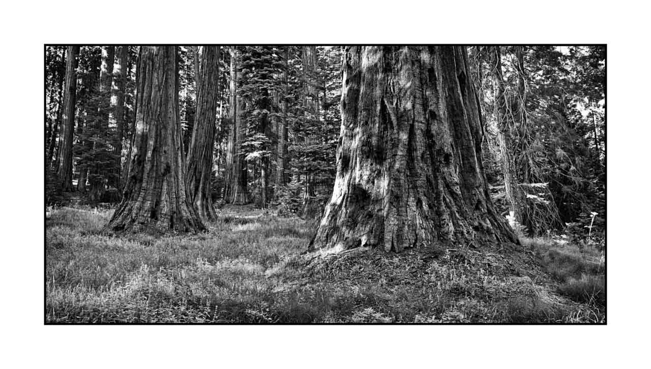 nuances-de-noirs-et-de-blancs/072-arbres/fr/10-arbre-en-noir-et-blanc-190824SEQLAN0113B