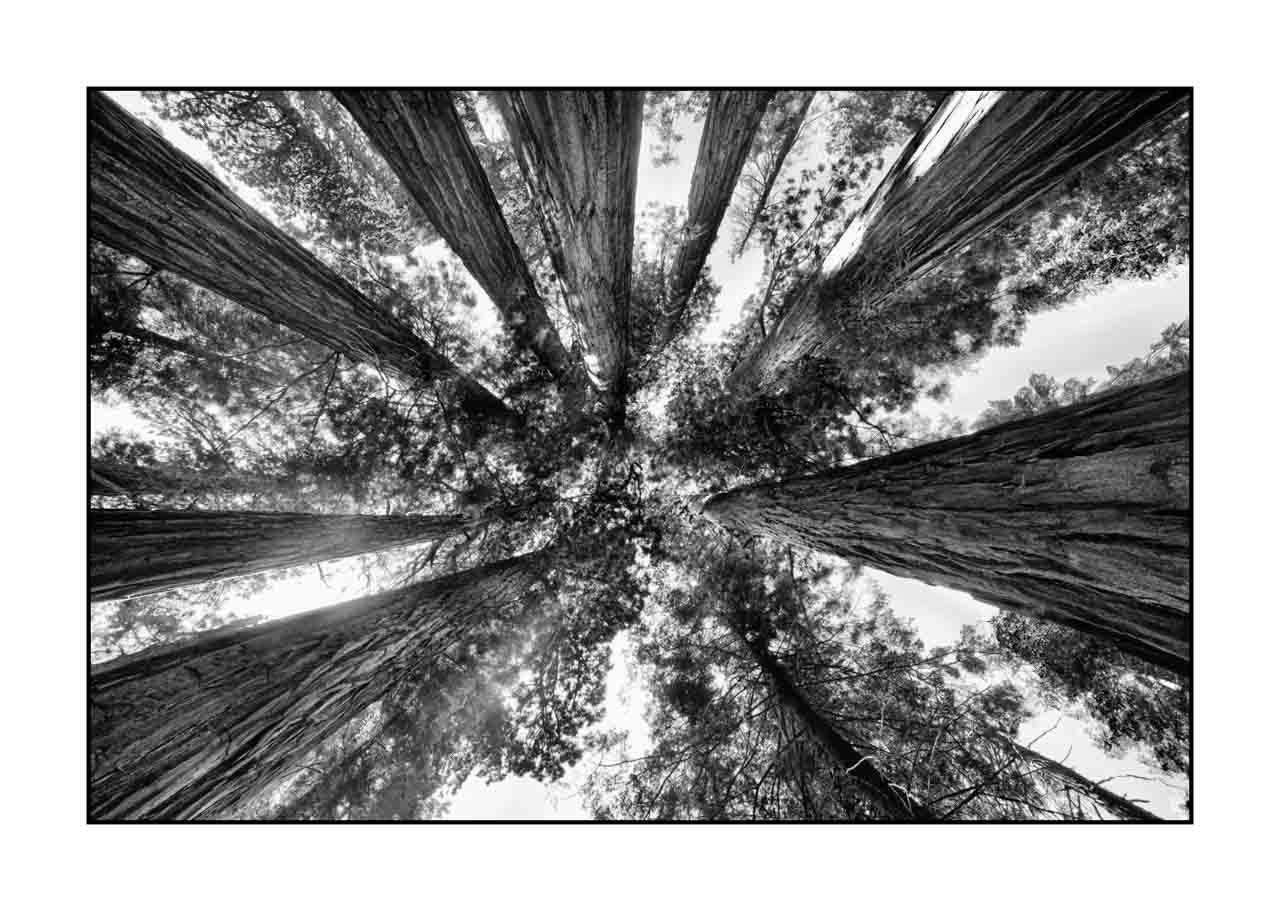 nuances-de-noirs-et-de-blancs/072-arbres/fr/11-arbre-en-noir-et-blanc-190824SEQLAN0458B