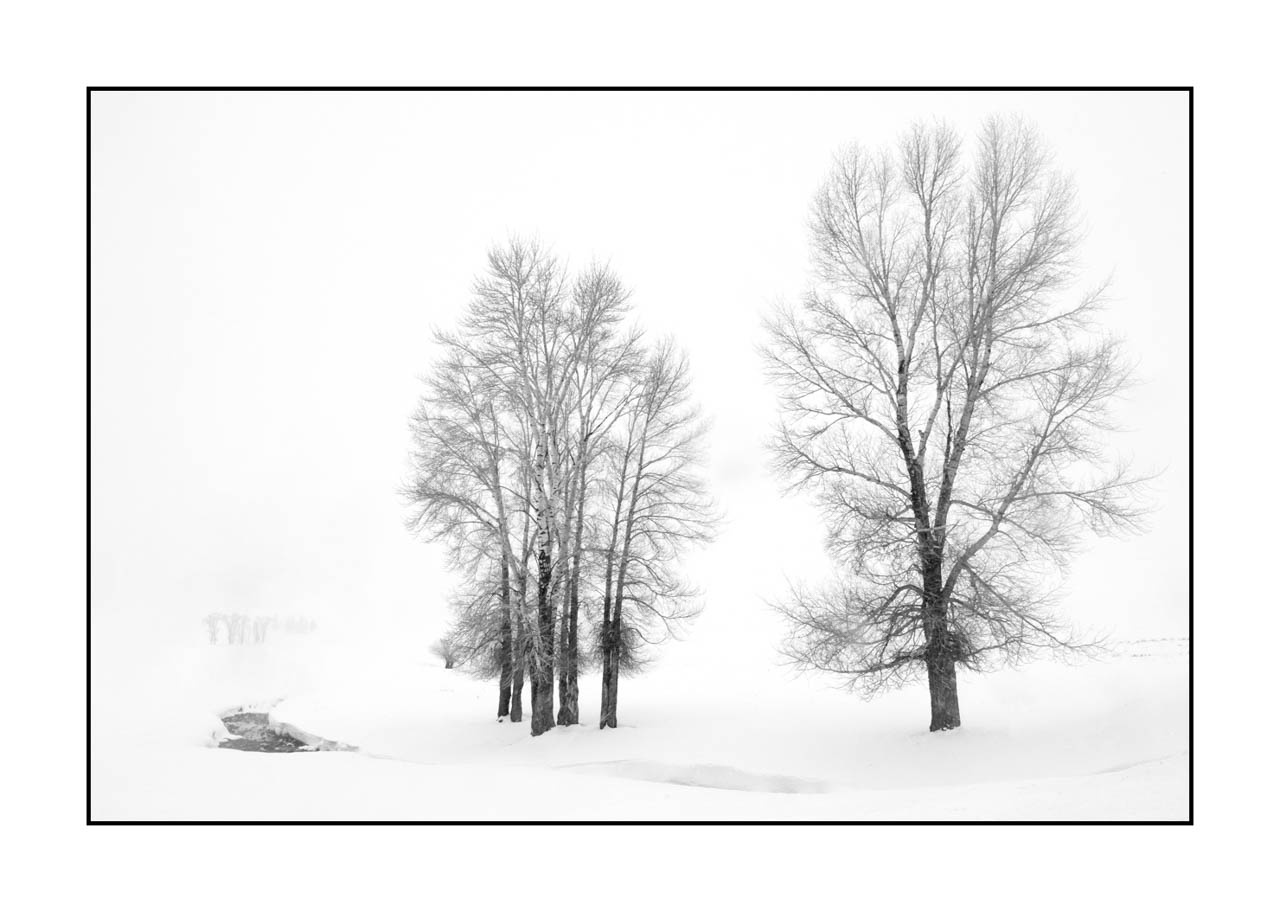 nuances-de-noirs-et-de-blancs/072-arbres/fr/12-arbre-en-noir-et-blanc-190127YELLAN0077B