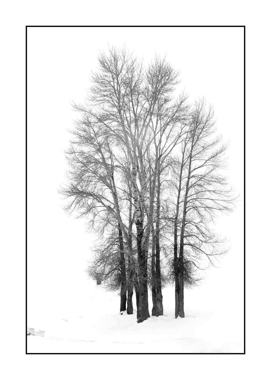 nuances-de-noirs-et-de-blancs/072-arbres/fr/13-arbre-en-noir-et-blanc-190127YELLAN0079B