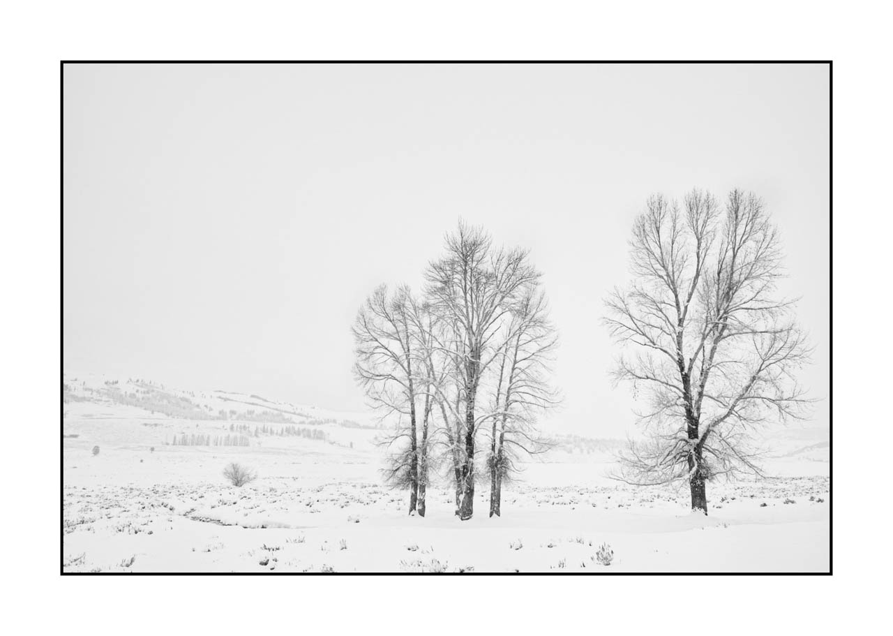 nuances-de-noirs-et-de-blancs/072-arbres/fr/14-arbre-en-noir-et-blanc-220104YELLAN0082B