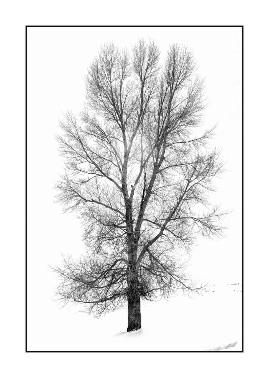 nuances-de-noirs-et-de-blancs/072-arbres/fr/15-arbre-en-noir-et-blanc-190127YELLAN0080B