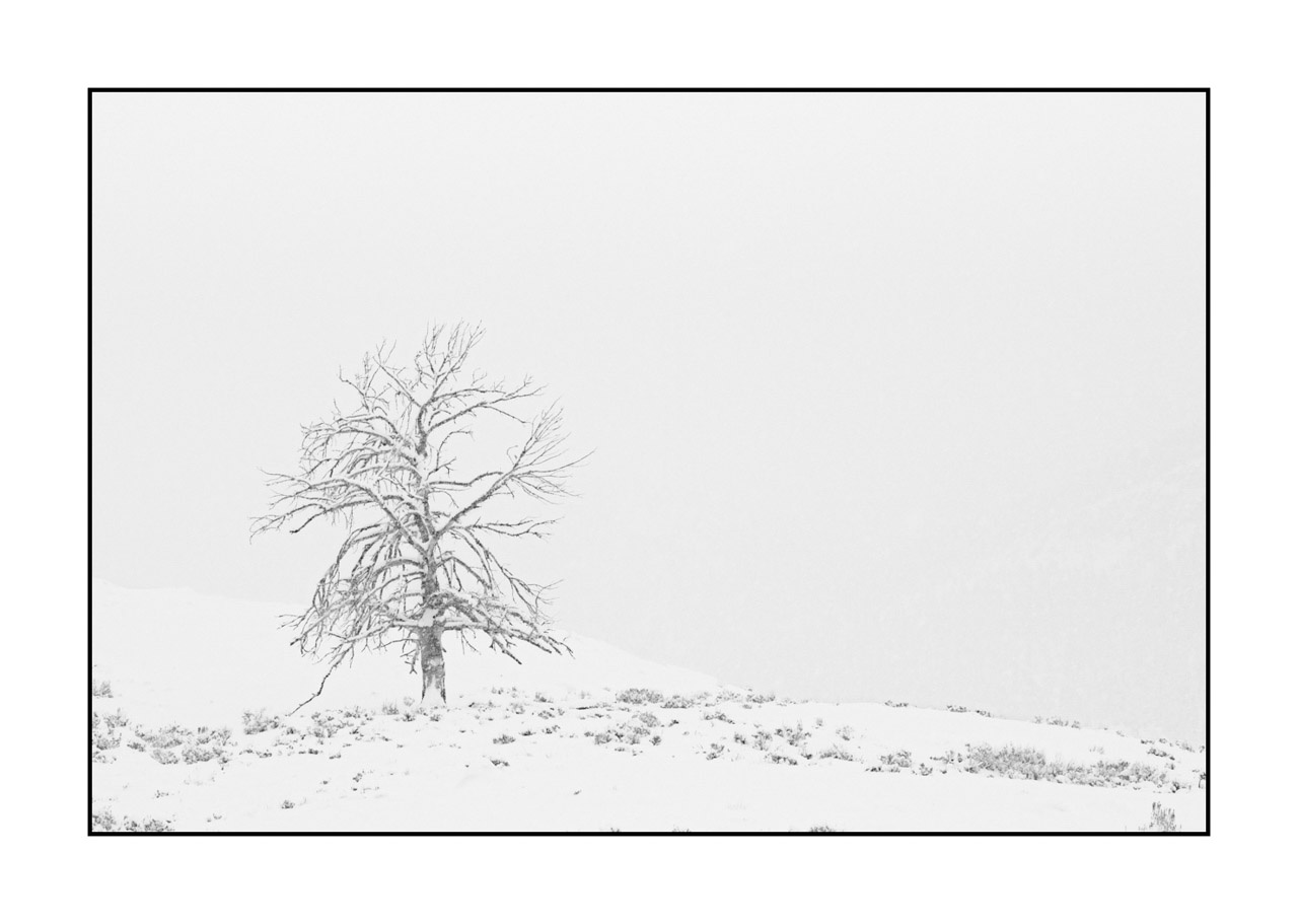 nuances-de-noirs-et-de-blancs/072-arbres/fr/16-arbre-en-noir-et-blanc-220104YELLAN0098B