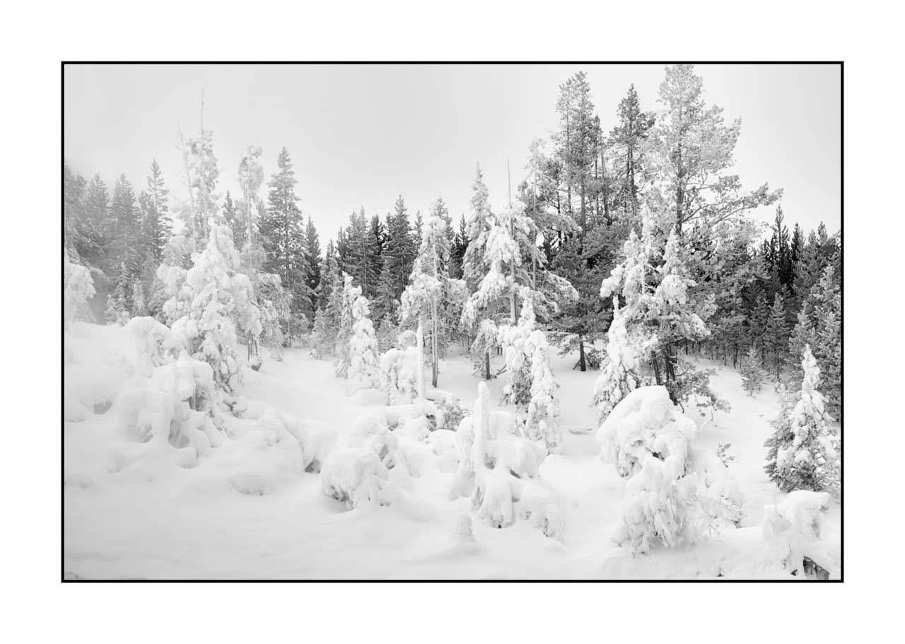 nuances-de-noirs-et-de-blancs/072-arbres/fr/18-arbre-en-noir-et-blanc-220104YELLAN0132B