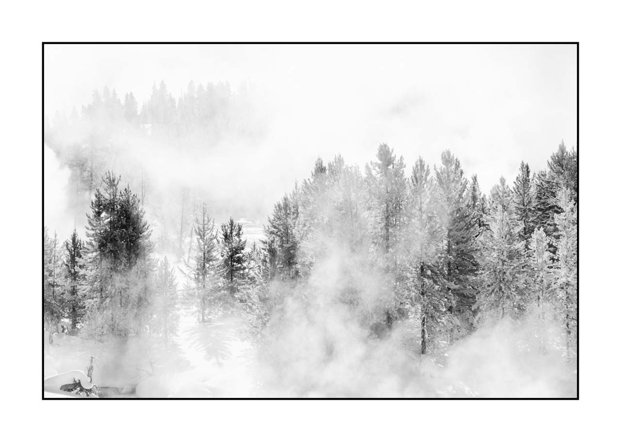 nuances-de-noirs-et-de-blancs/072-arbres/fr/19-arbre-en-noir-et-blanc-220104YELLAN0211B