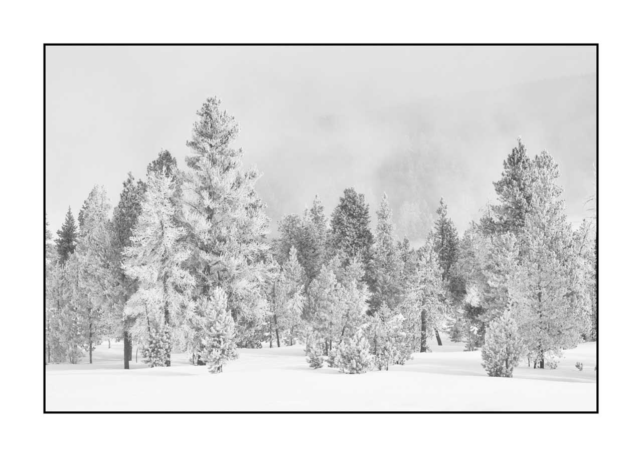 nuances-de-noirs-et-de-blancs/072-arbres/fr/20-arbre-en-noir-et-blanc-220104YELLAN0256B
