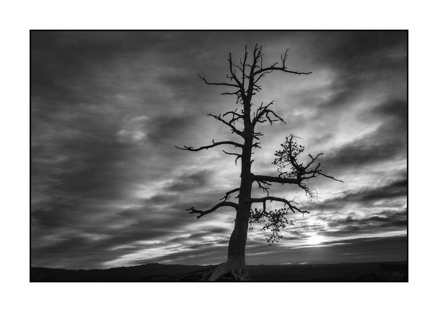 nuances-de-noirs-et-de-blancs/072-arbres/fr/21-arbre-en-noir-et-blanc-1942-32B