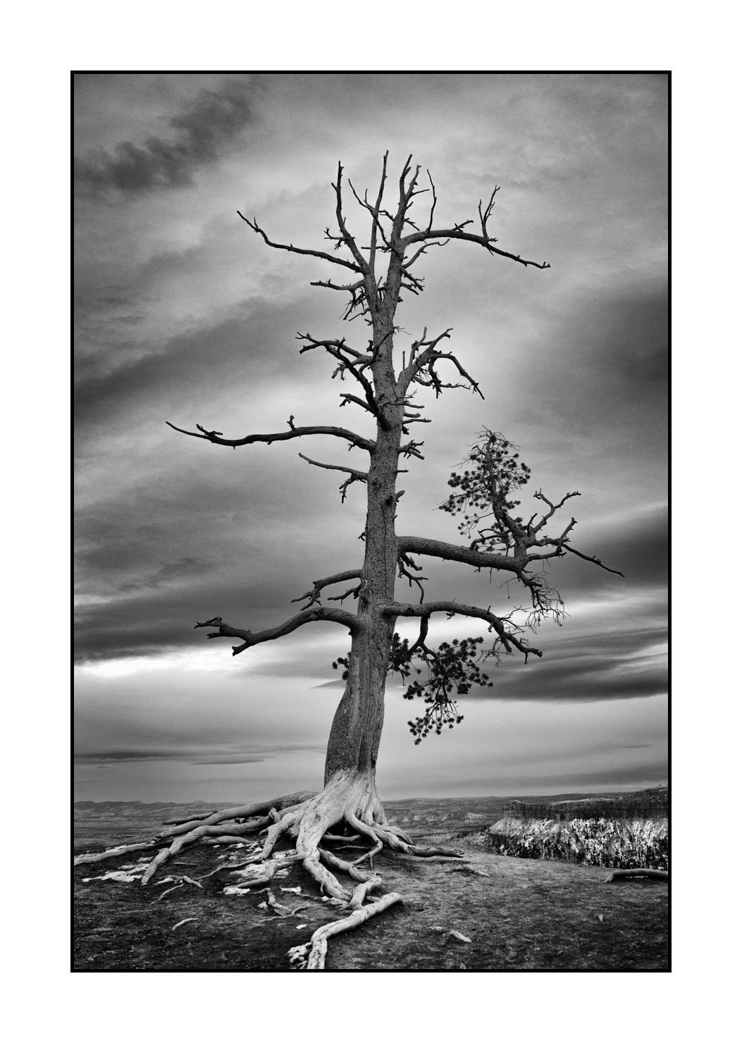 nuances-de-noirs-et-de-blancs/072-arbres/fr/22-arbre-en-noir-et-blanc-1943-32B