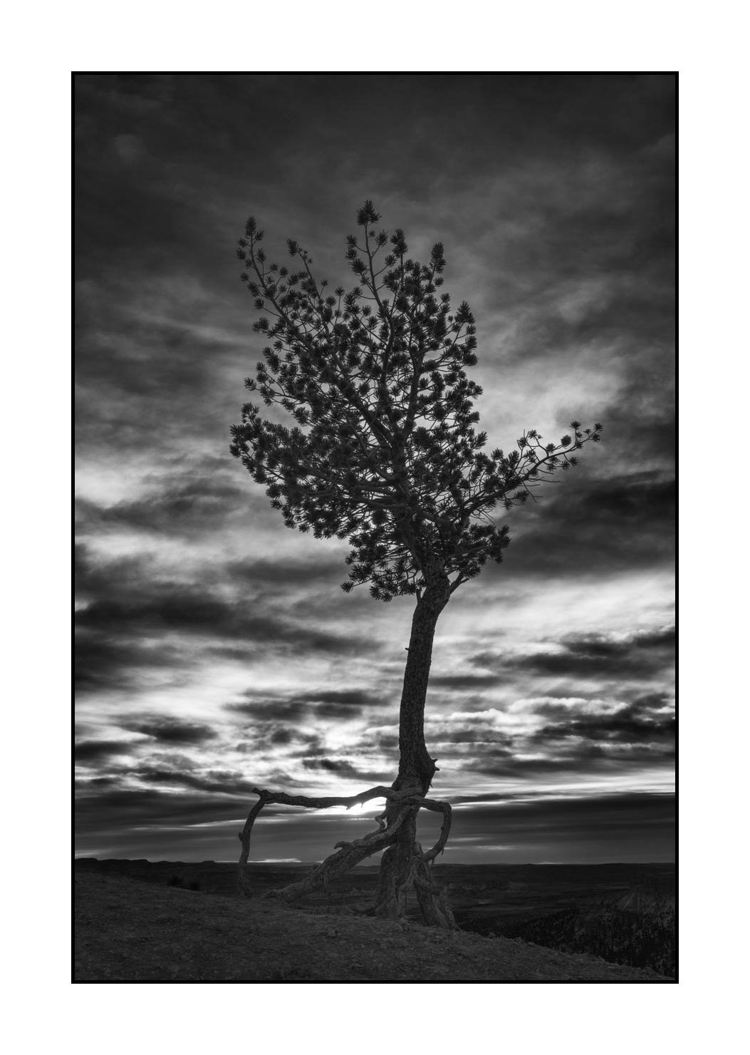 nuances-de-noirs-et-de-blancs/072-arbres/fr/23-arbre-en-noir-et-blanc-1944-32B
